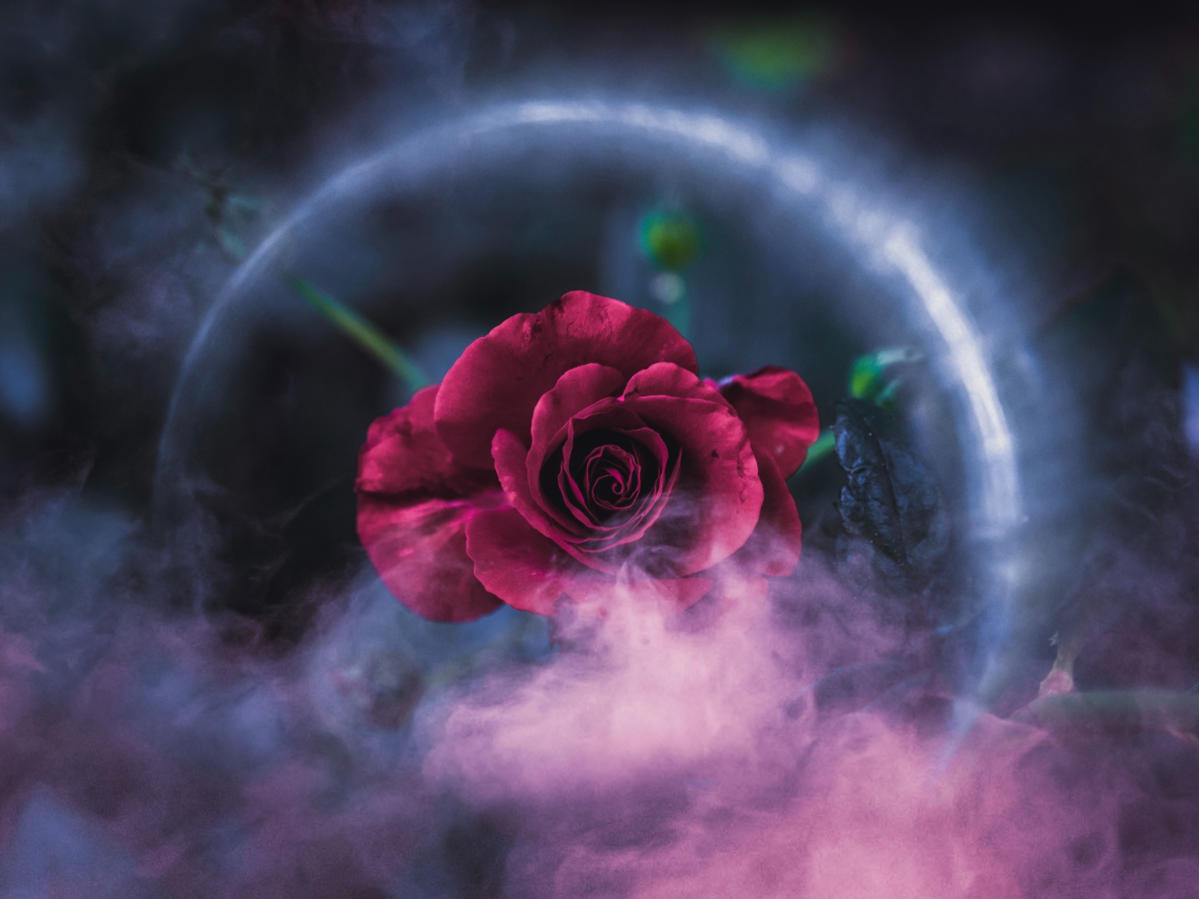 Rose Dreamy 4k, HD Flowers, 4k Wallpaper, Image, Background