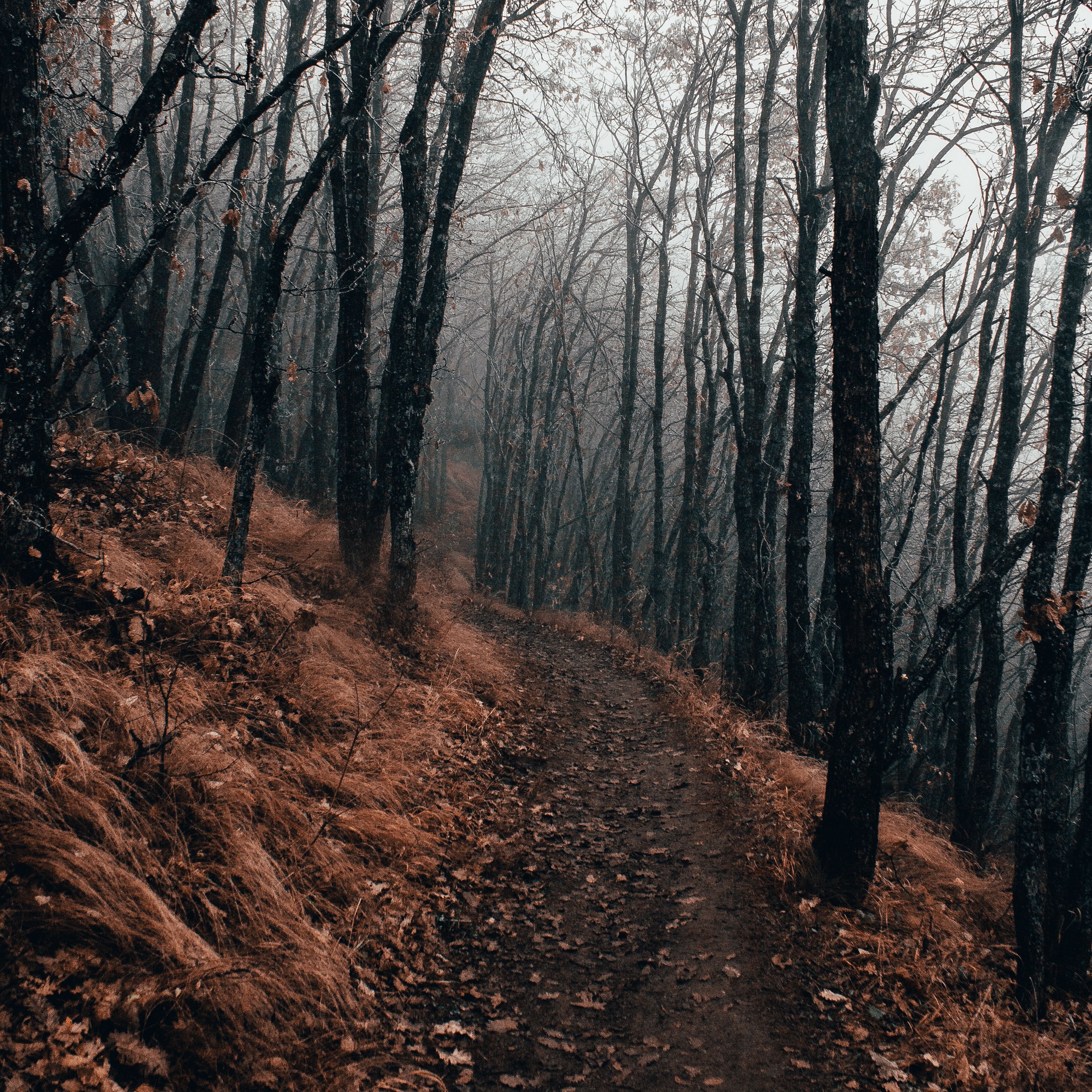 Download wallpaper 3415x3415 forest, path, fog, autumn, nature