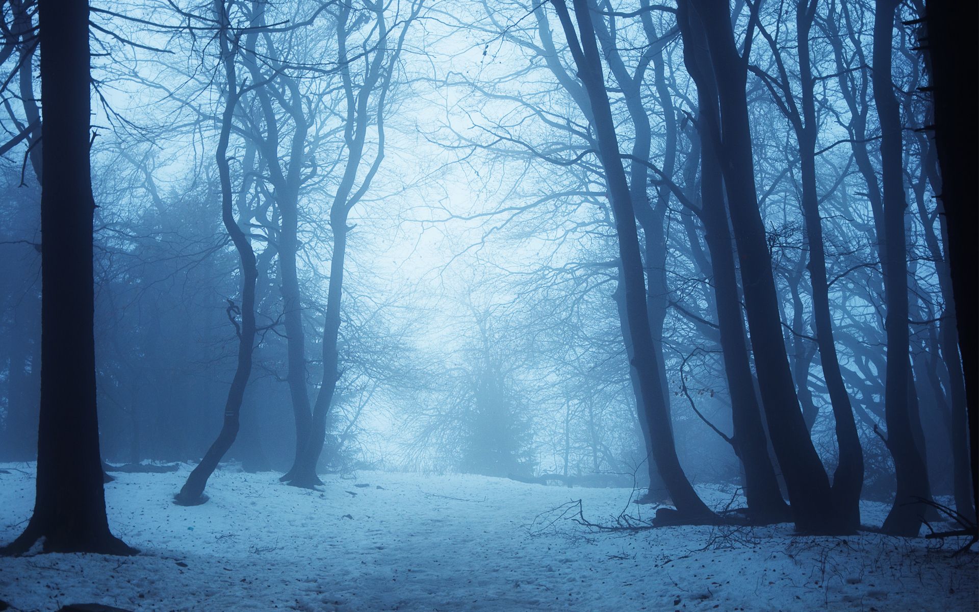 Free download trees forest path road haze fog mist blue wallpaper