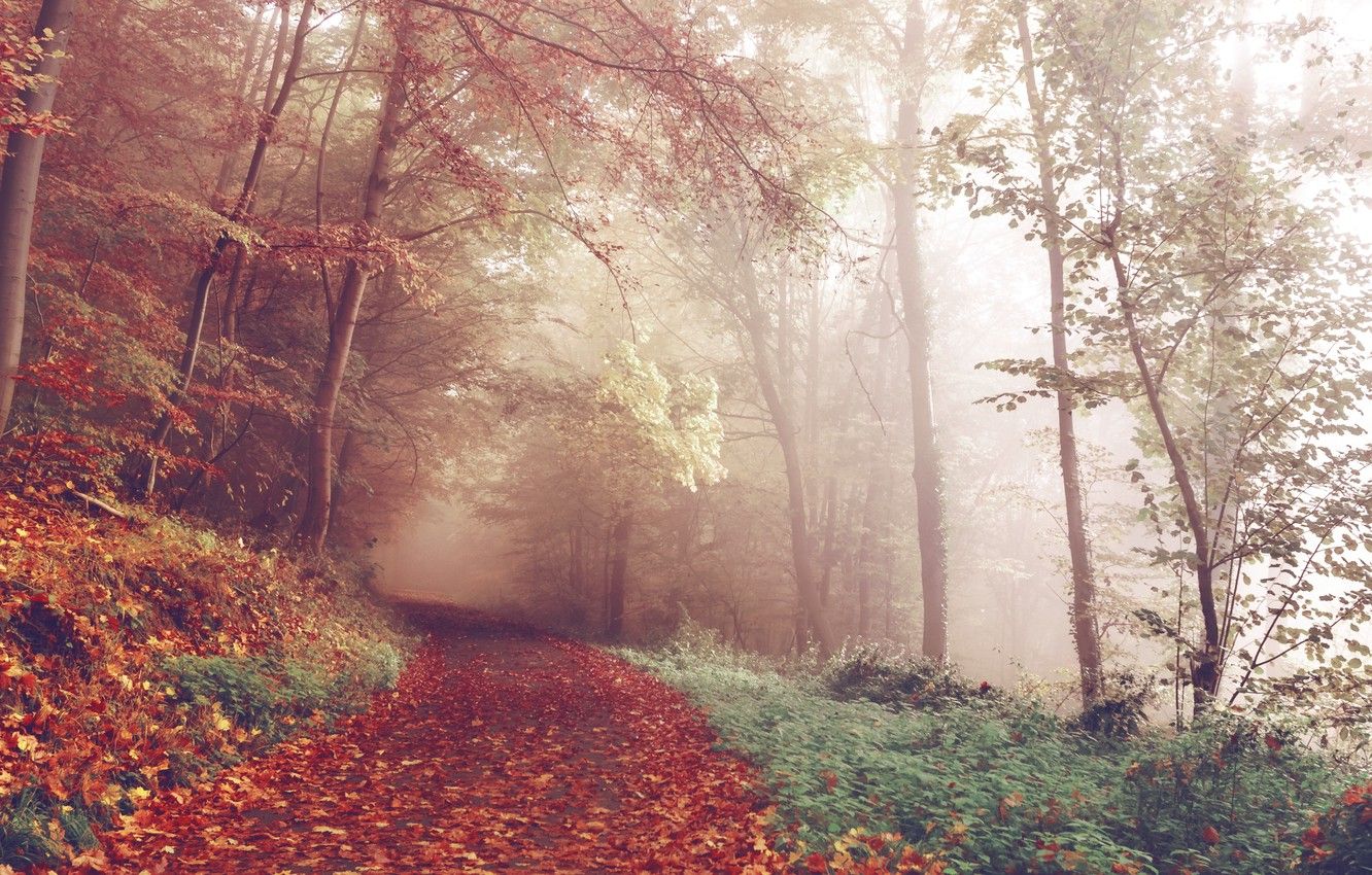 Wallpaper forest, trees, nature, autumn, leaves, fog, woods, trail, path, foggy, fall image for desktop, section пейзажи