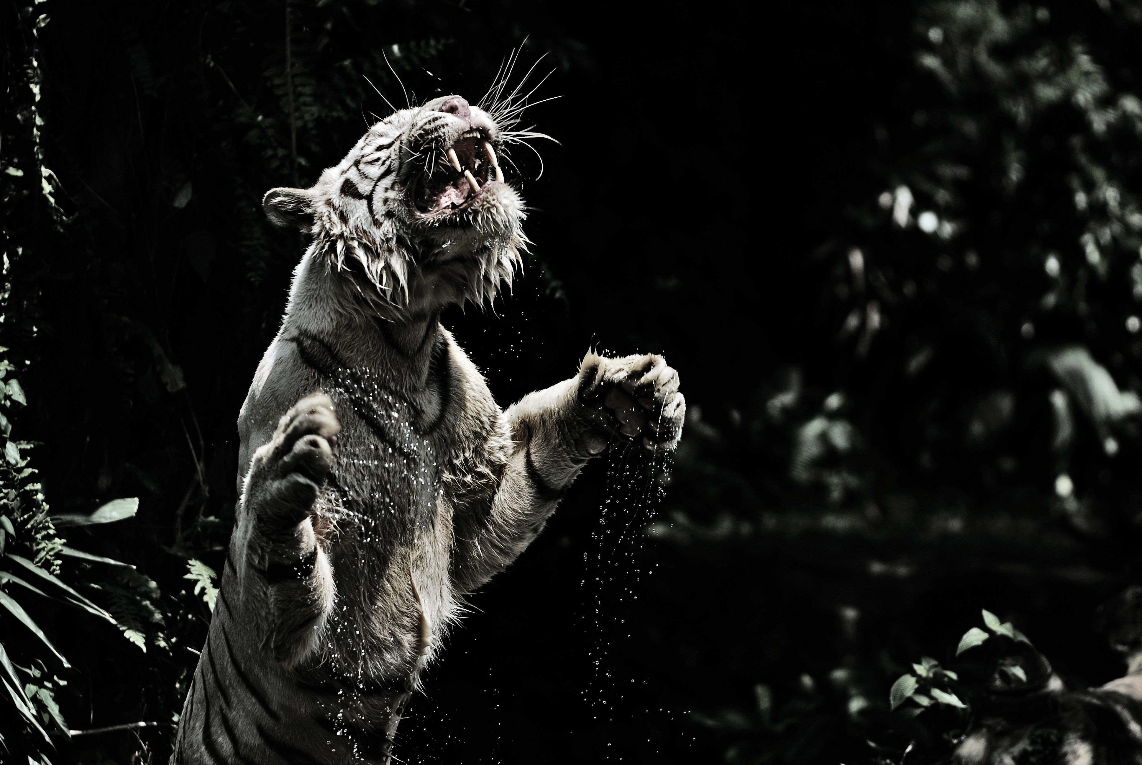 White Tiger 4k Ultra HD Wallpapers