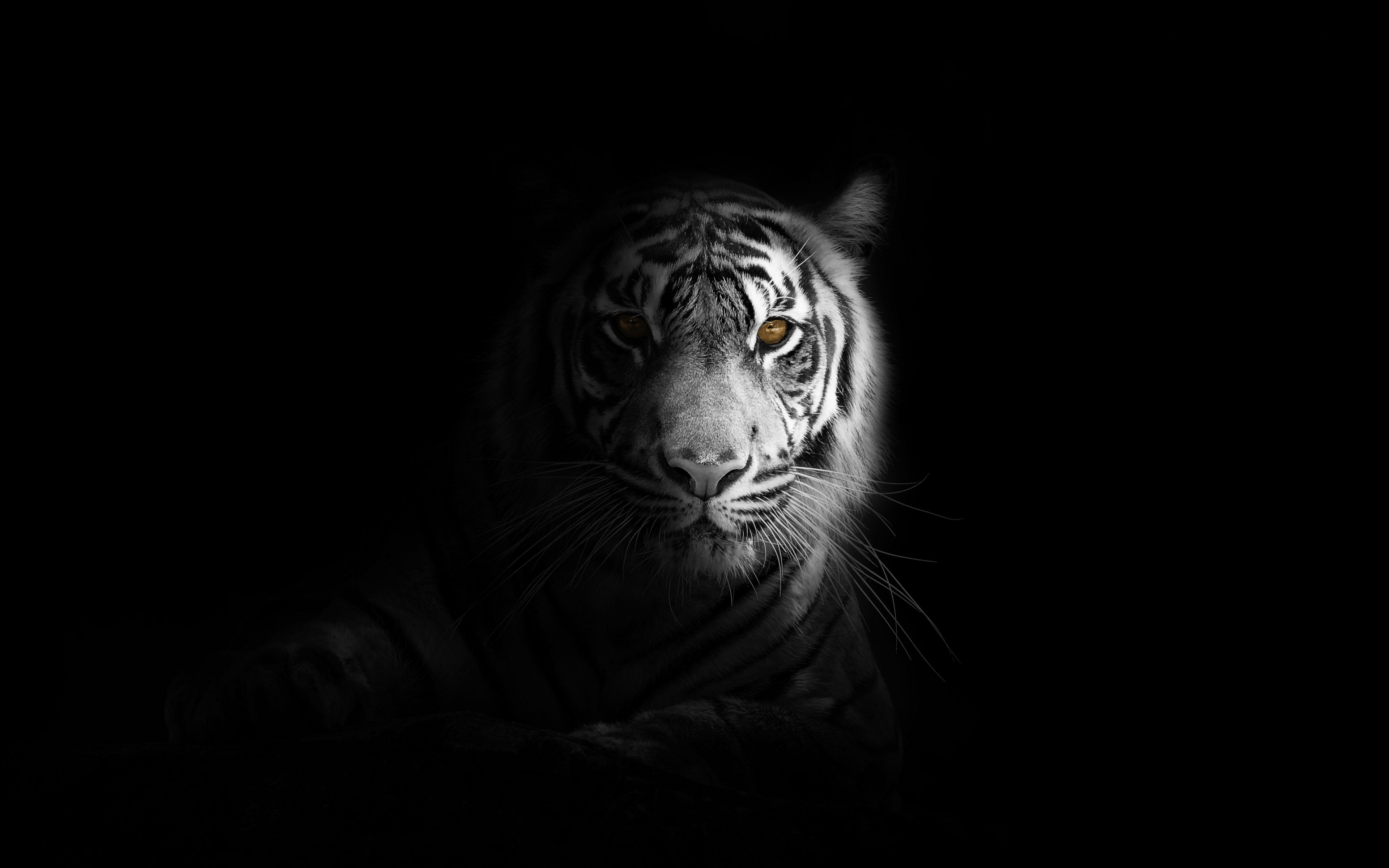 Download Portrait, minimal, white tiger, dark wallpaper, 3840x2400