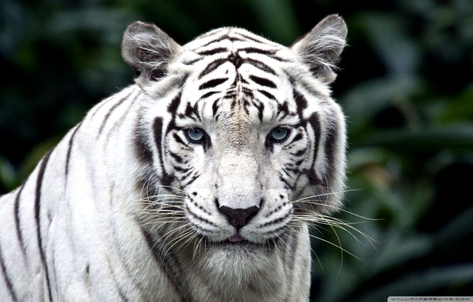 Wallpapers Hd White Tiger