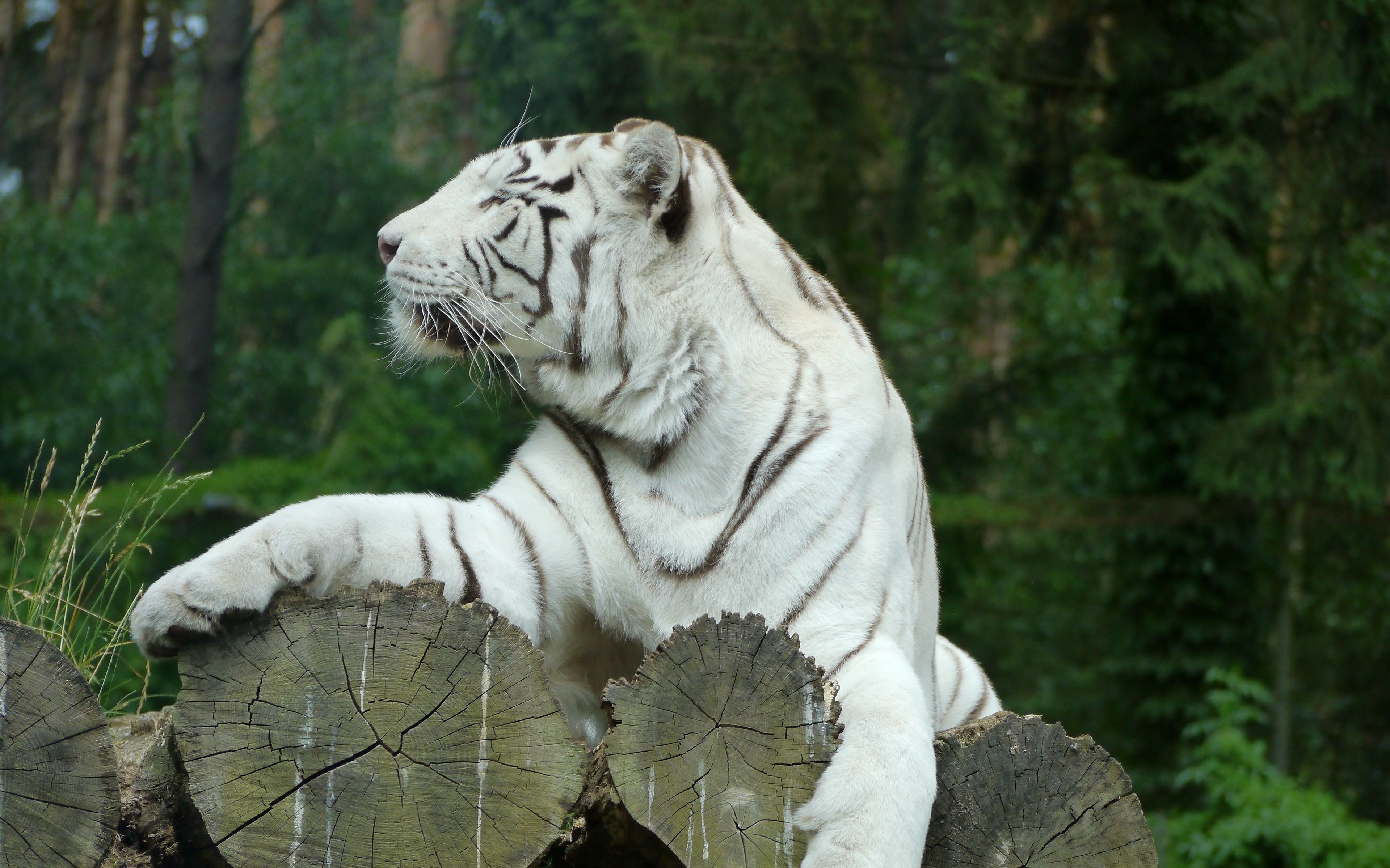 Download wallpapers 3840x2400 white tiger, bengal tiger, predator