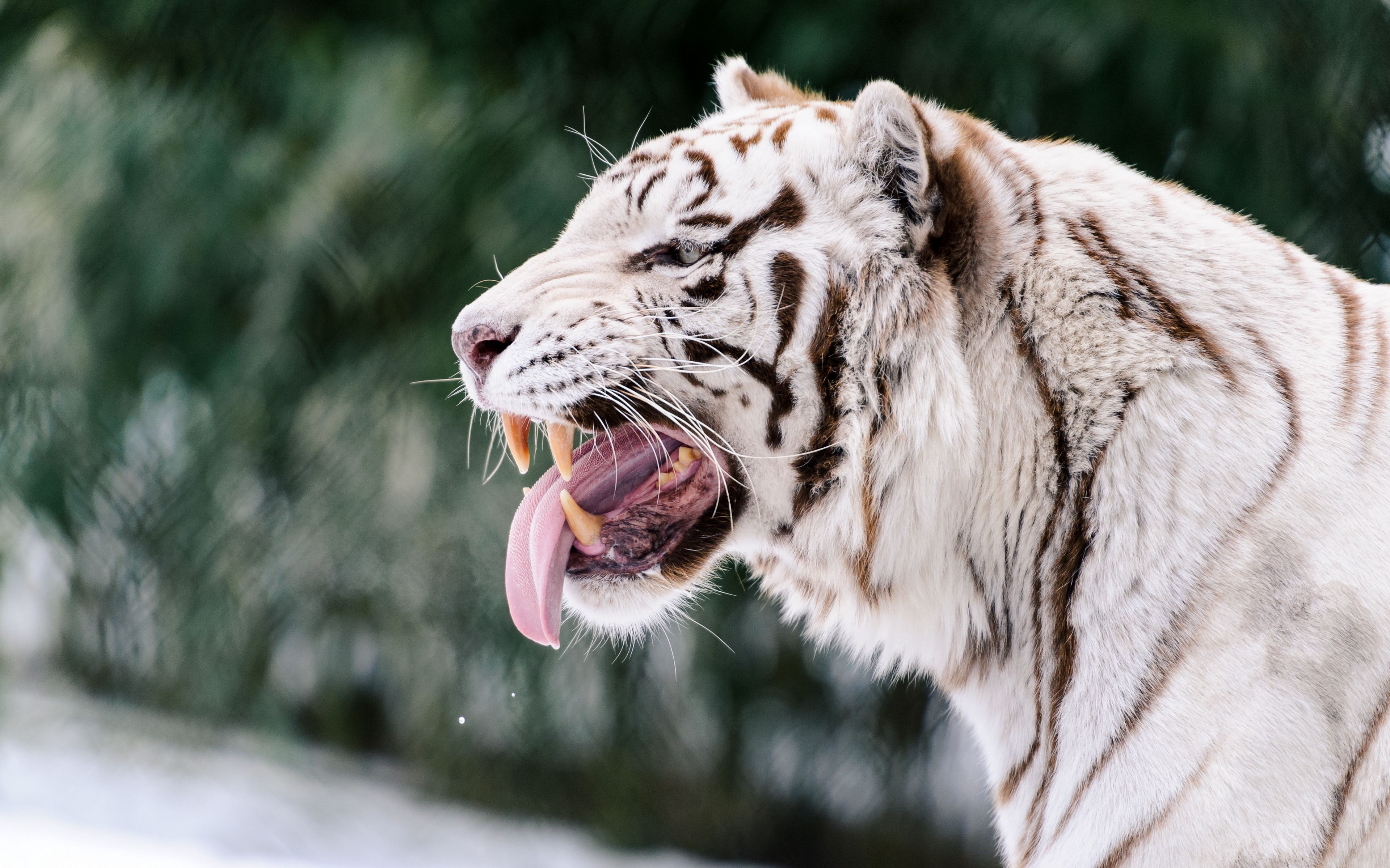 Download wallpapers 3840x2400 white tiger, grin, protruding tongue