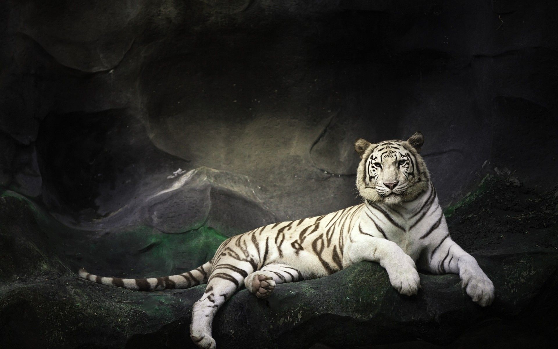67+ White Tiger Wallpapers