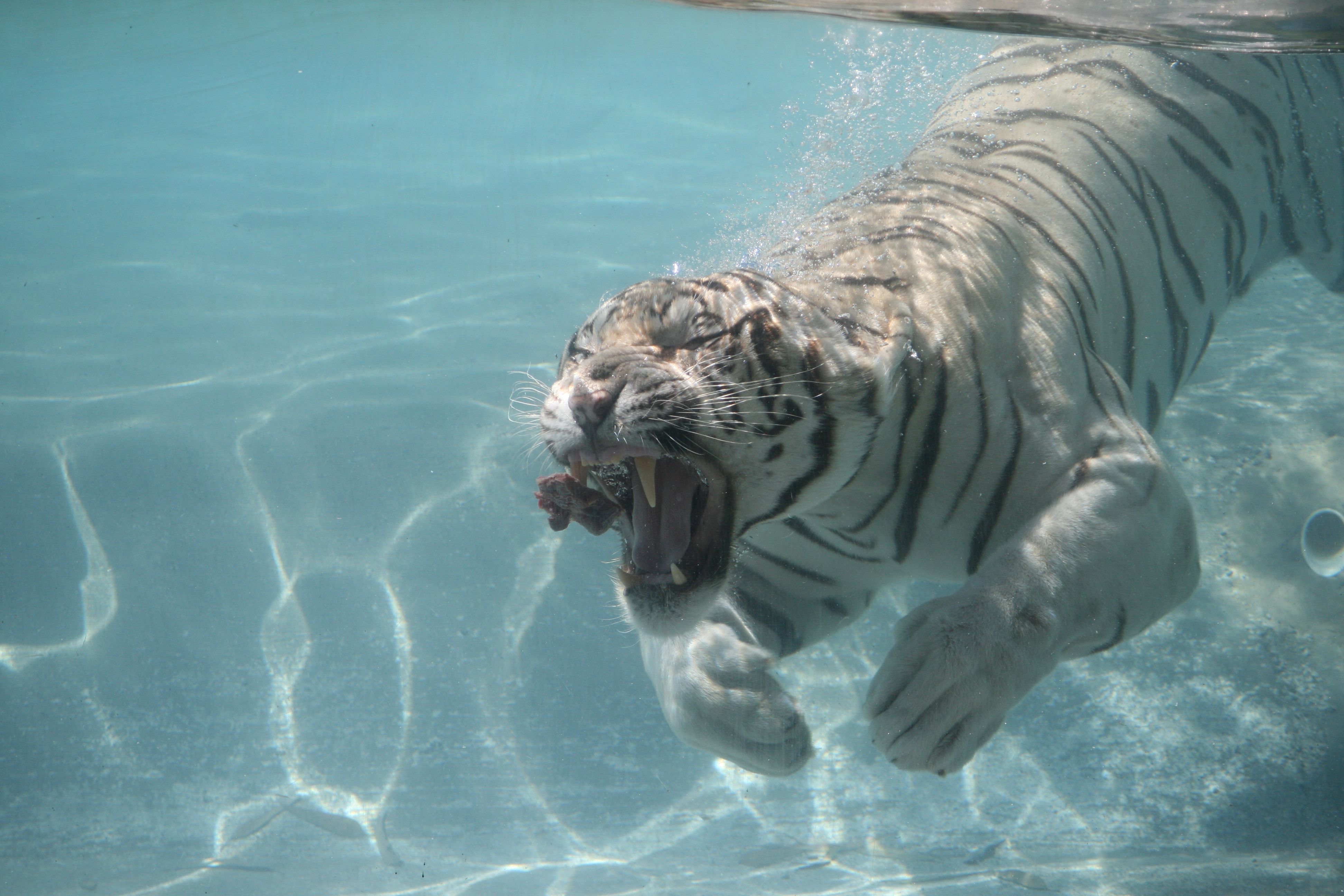 white tiger swimming under water 4k Ultra HD Wallpapers