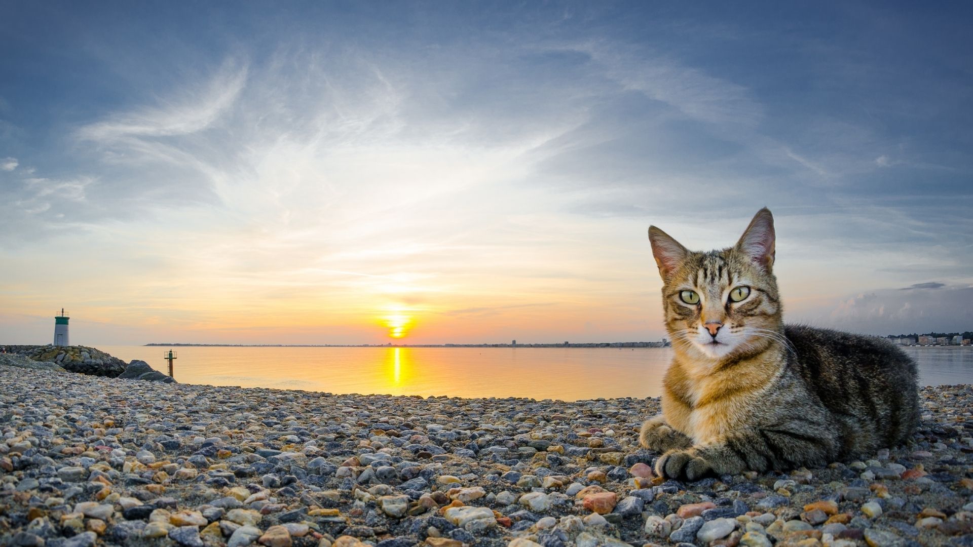 Free download Cat on a rocky sunset beach wallpaper Animal