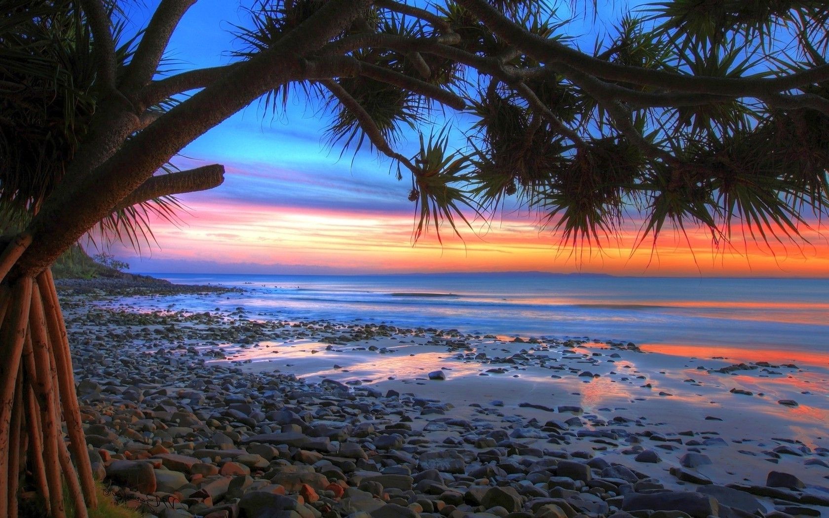 Sunset, rocky beach, the sea and spreading tree