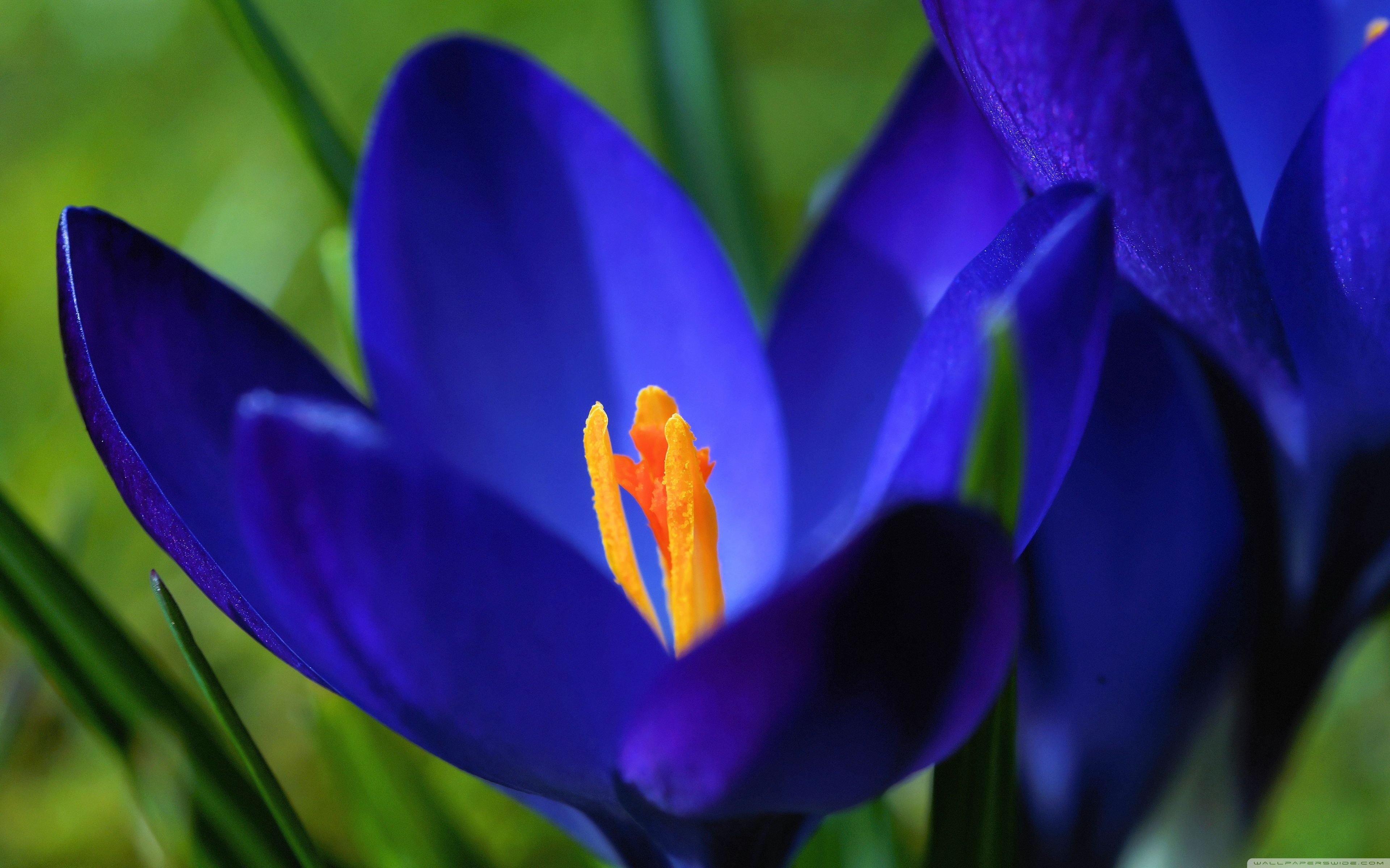 Blue Crocus Flowers Ultra HD Desktop Background Wallpaper for 4K