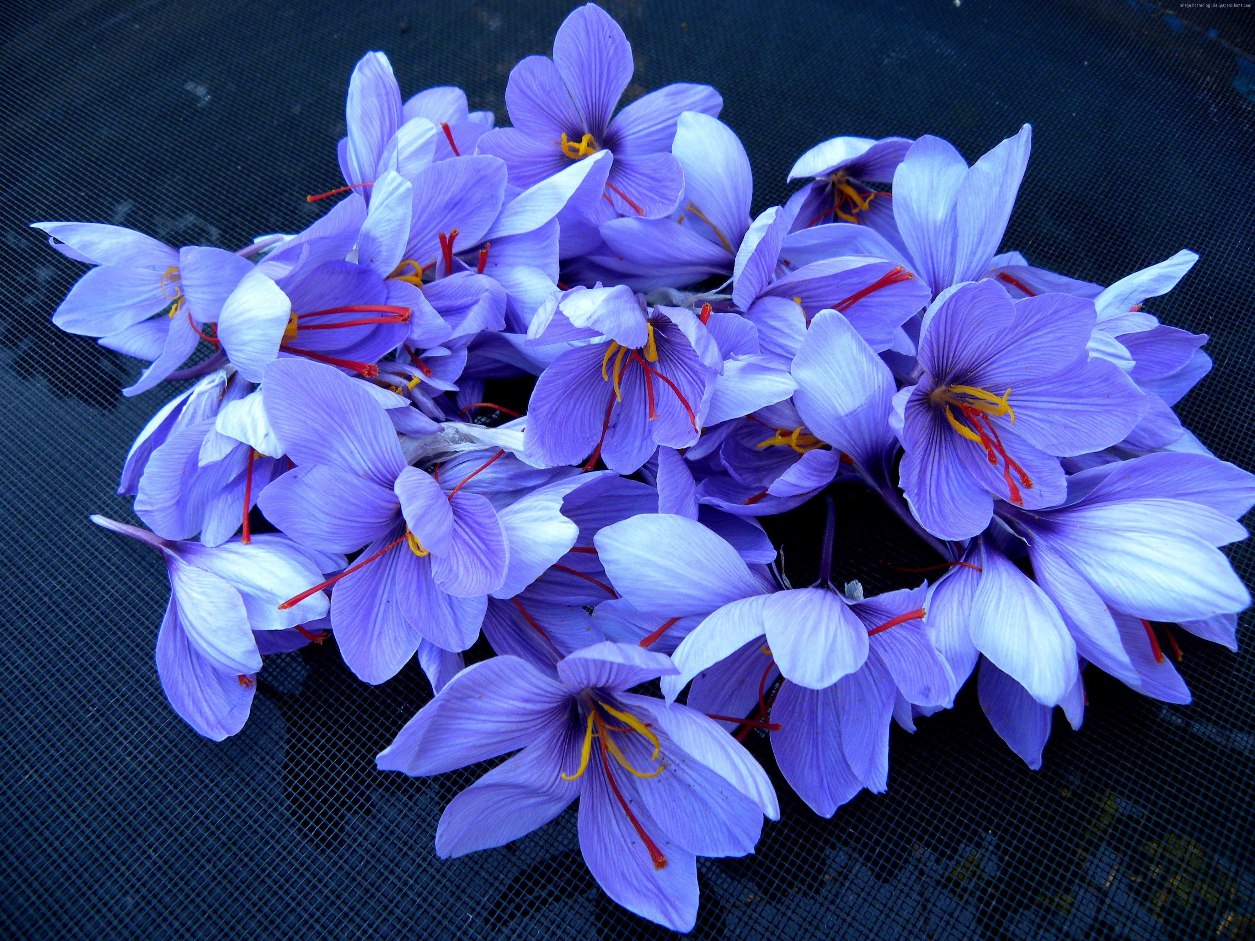 Blue saffron crocus flowers HD wallpaper