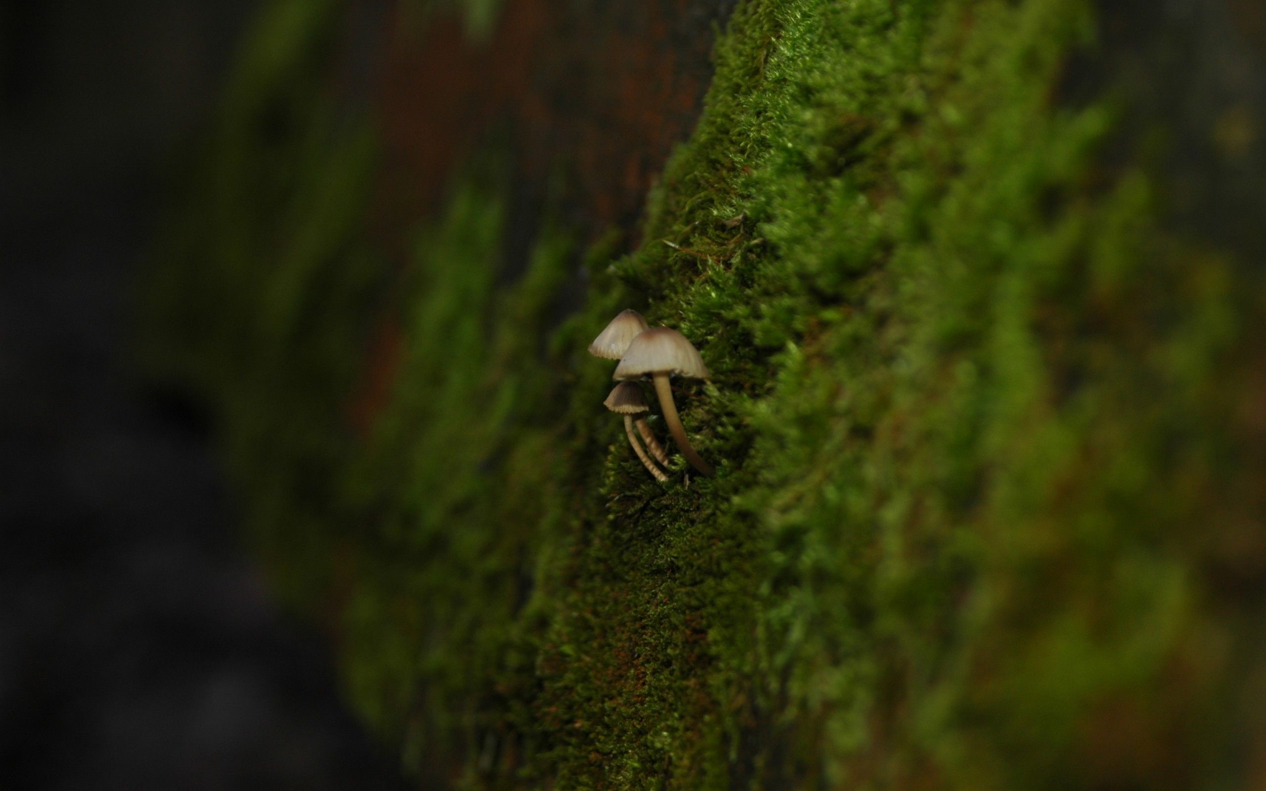 Download 2560x1600 Mushroom, Moss, Blurry, Macro, Photography