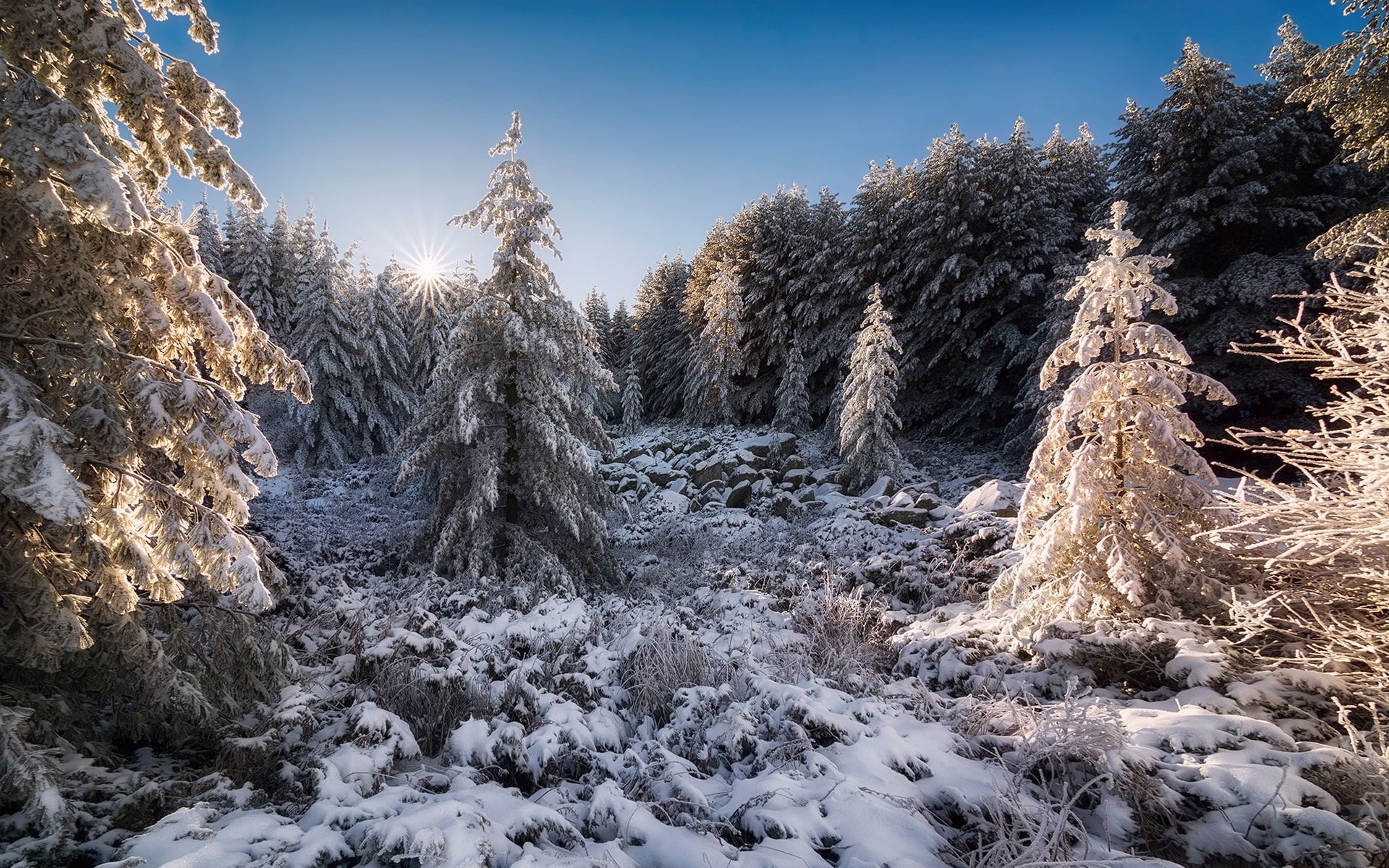 Bulgaria, forest, snow, sun, winter, Bulgaria, Forest, Snow, Sun