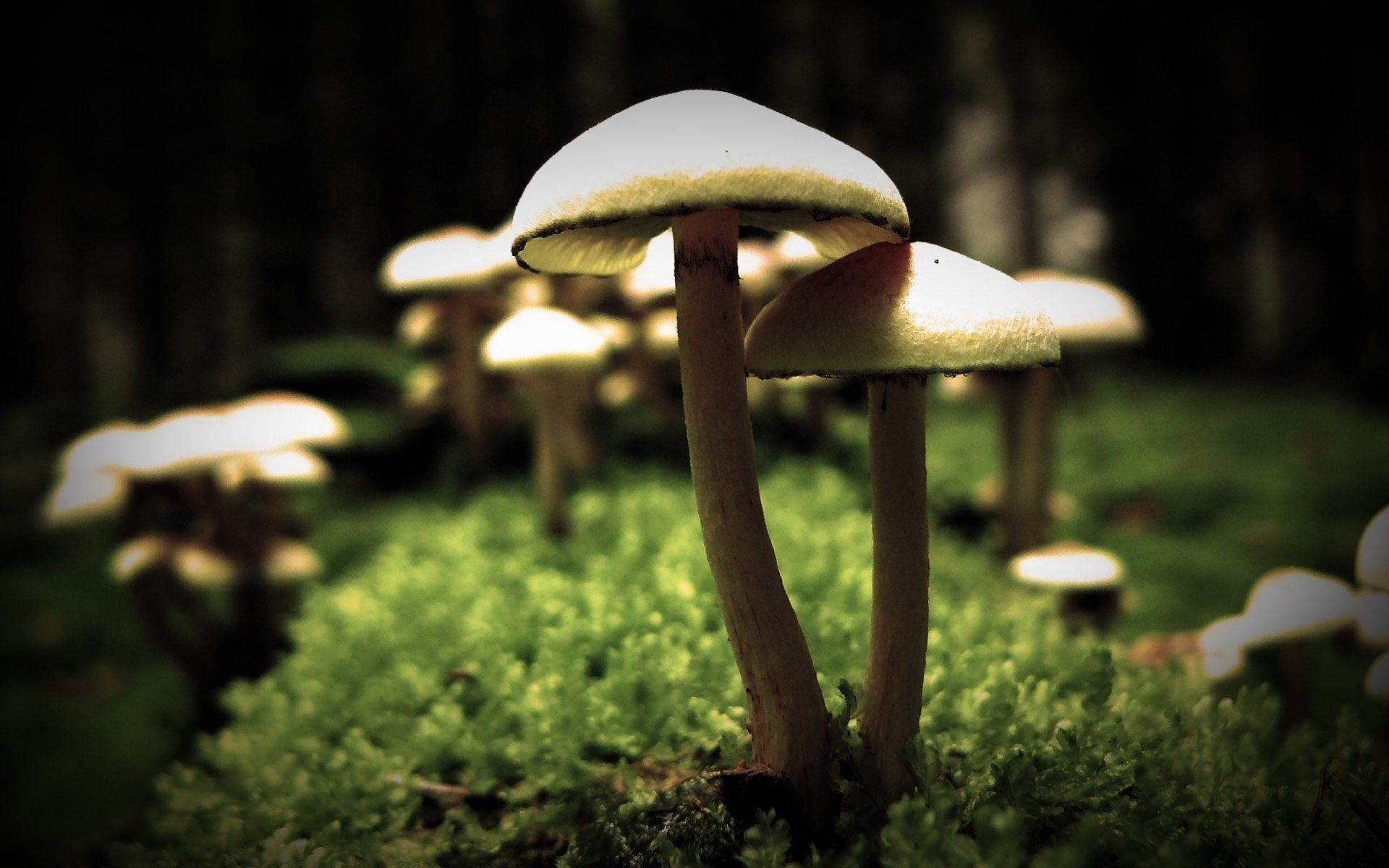 mushroom, Macro, Sunlight, Blurred, Moss Wallpaper HD / Desktop