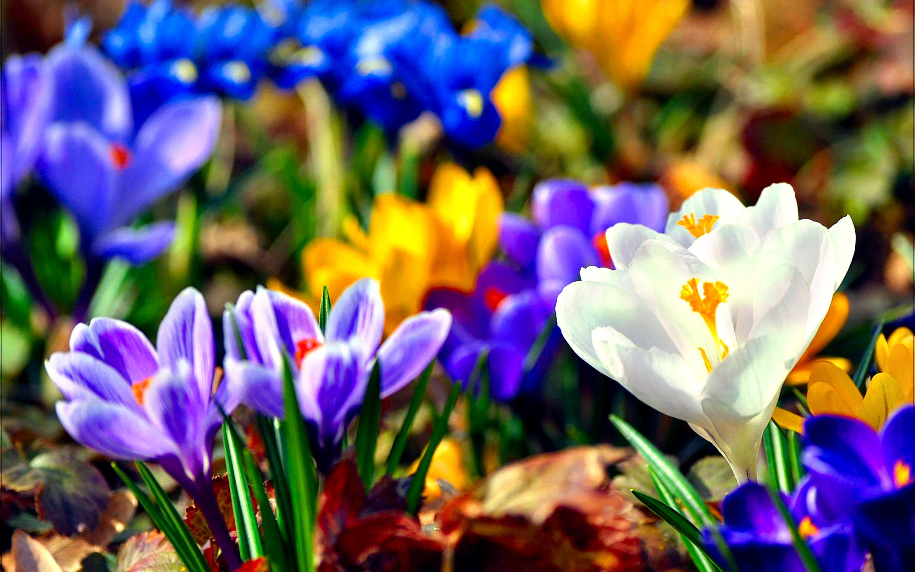 Crocus HD Wallpaper and Background Image
