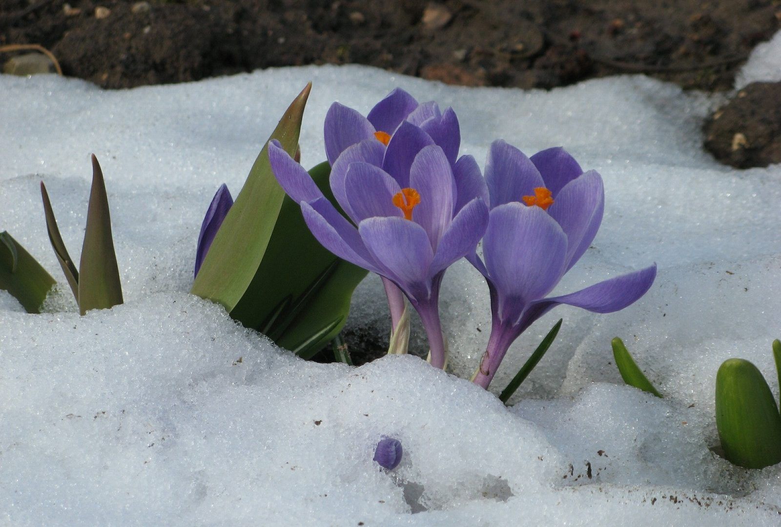 Blue Crocuses Crocus Ostern Flower Spring Winter Snow
