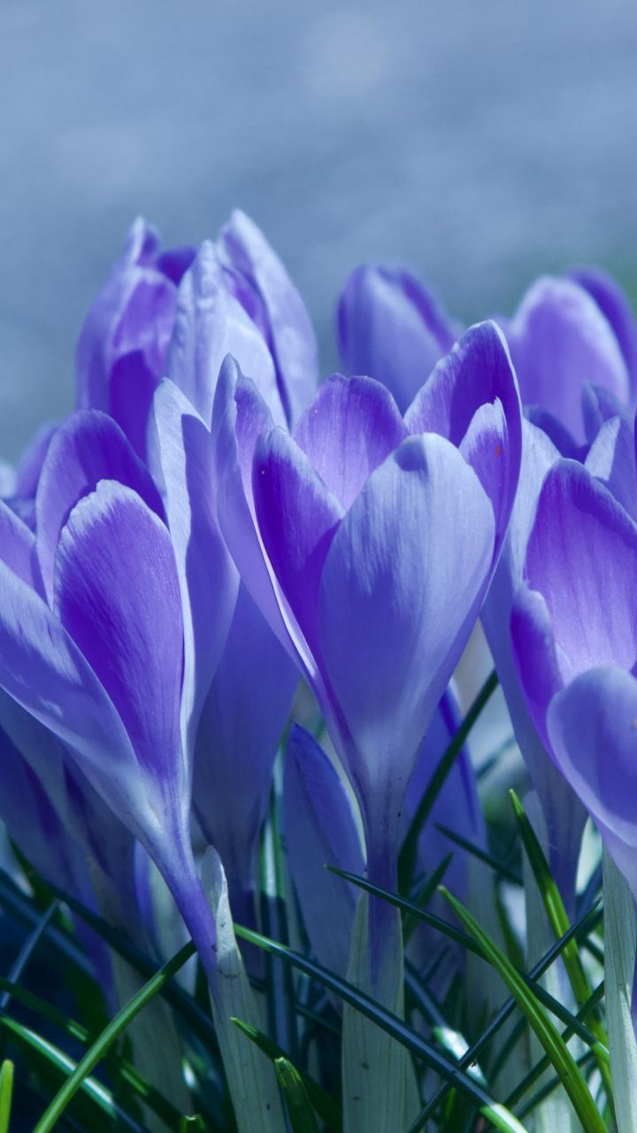 Spring, blossom, crocus, purple flowers, 720x1280 wallpaper