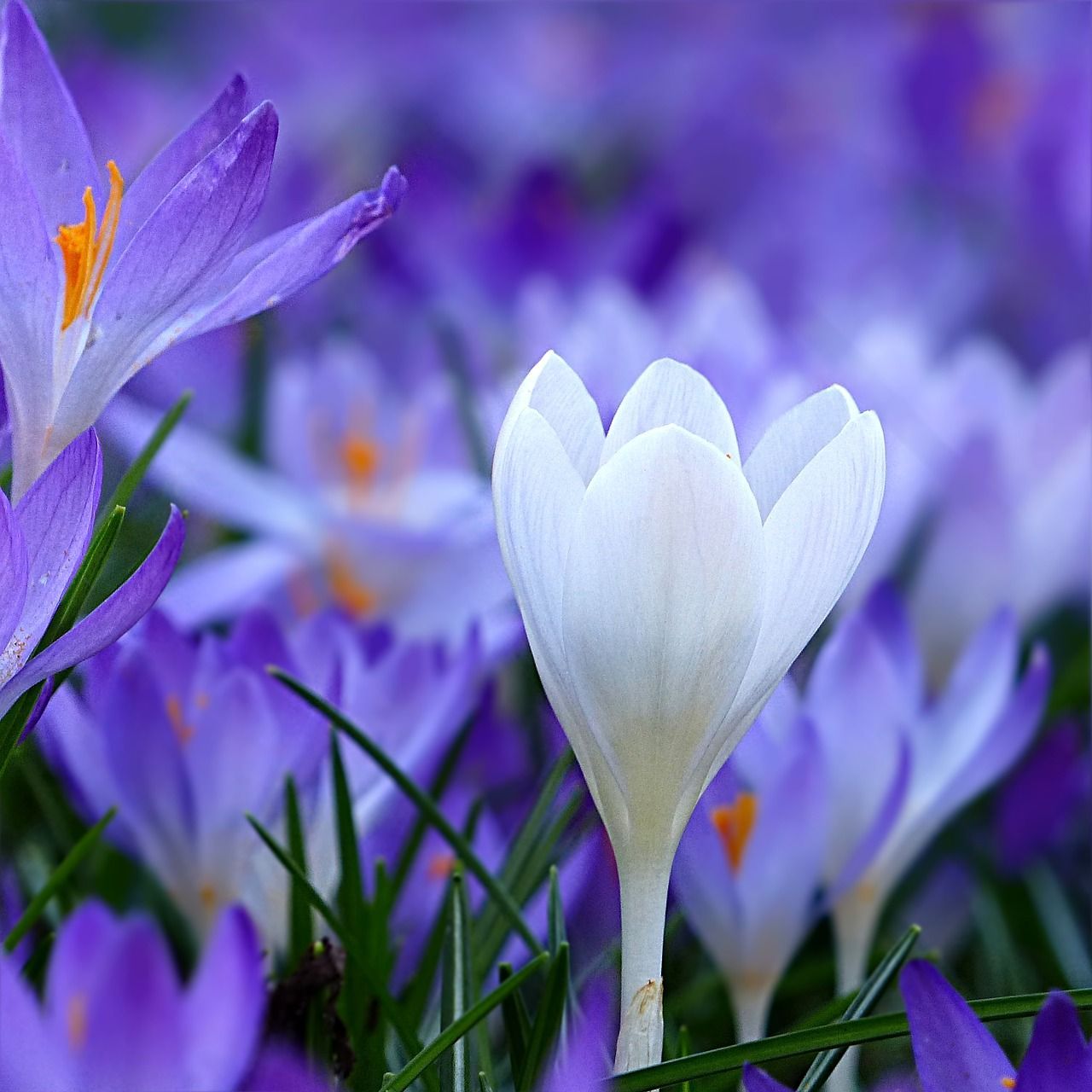 Free Image Crocus Blue White. Flowers