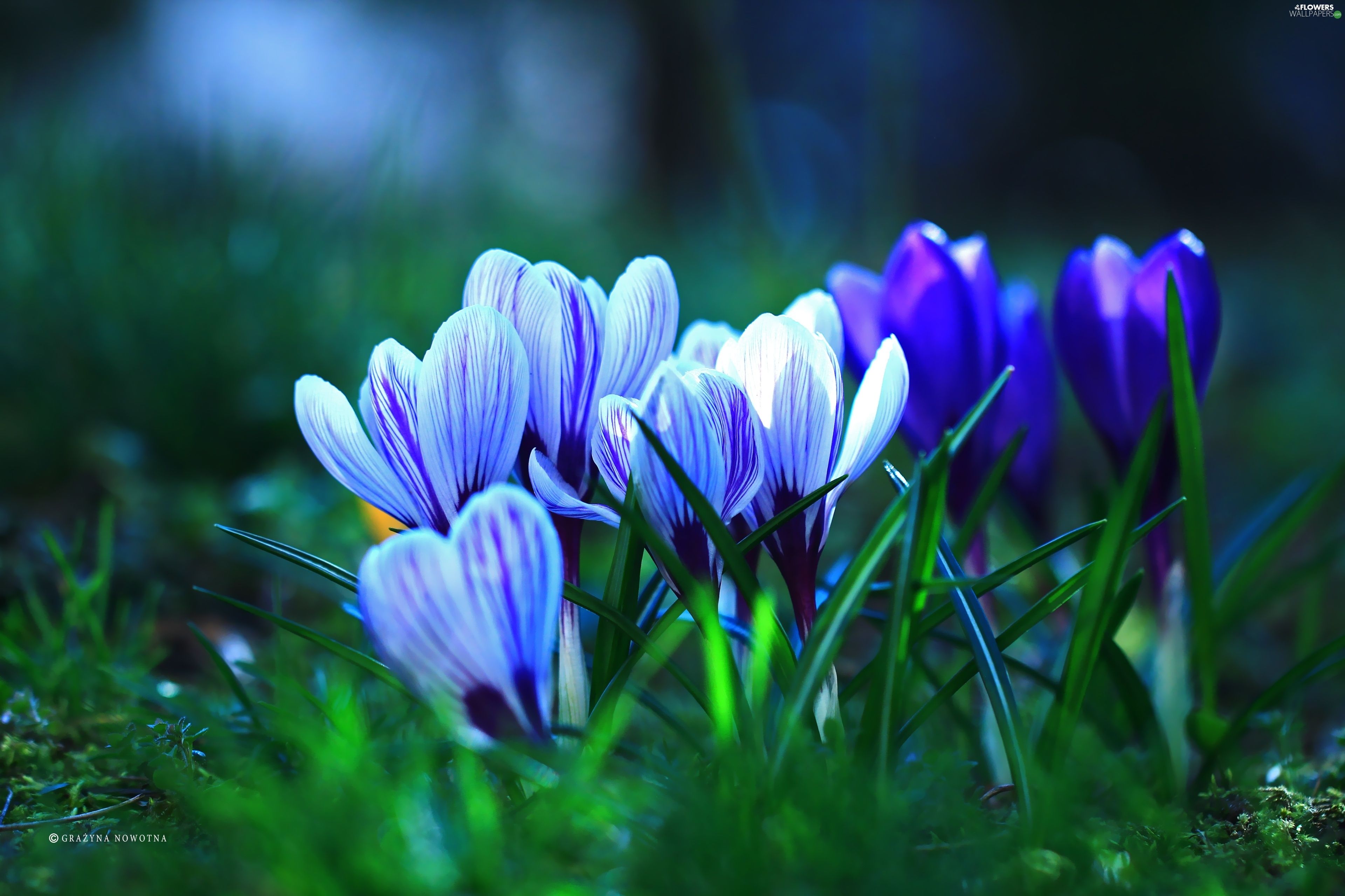 Spring, crocuses, Flowers wallpaper: 3840x2560