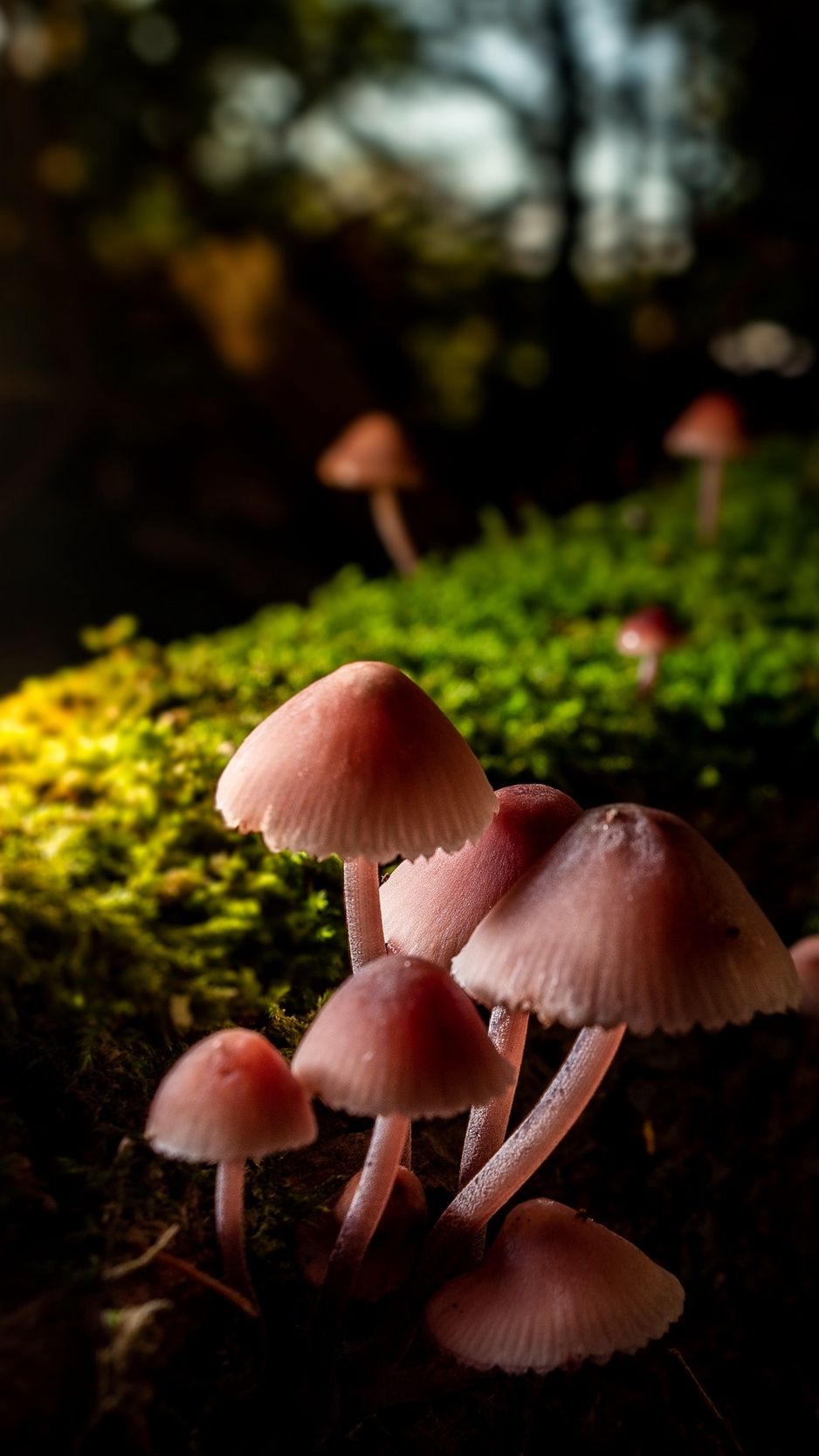 Download wallpaper 938x1668 mushrooms, macro, moss, closeup iphone