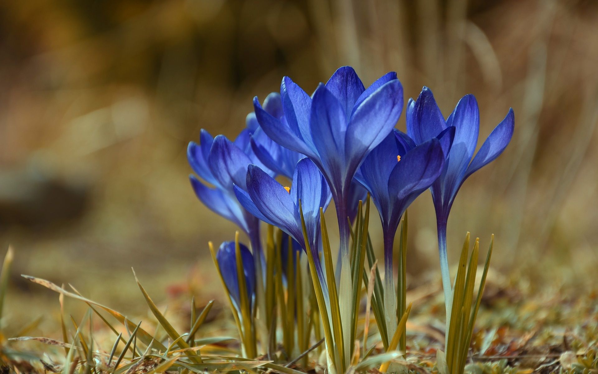 Wallpaper Blue crocuses, spring 1920x1200 HD Picture, Image