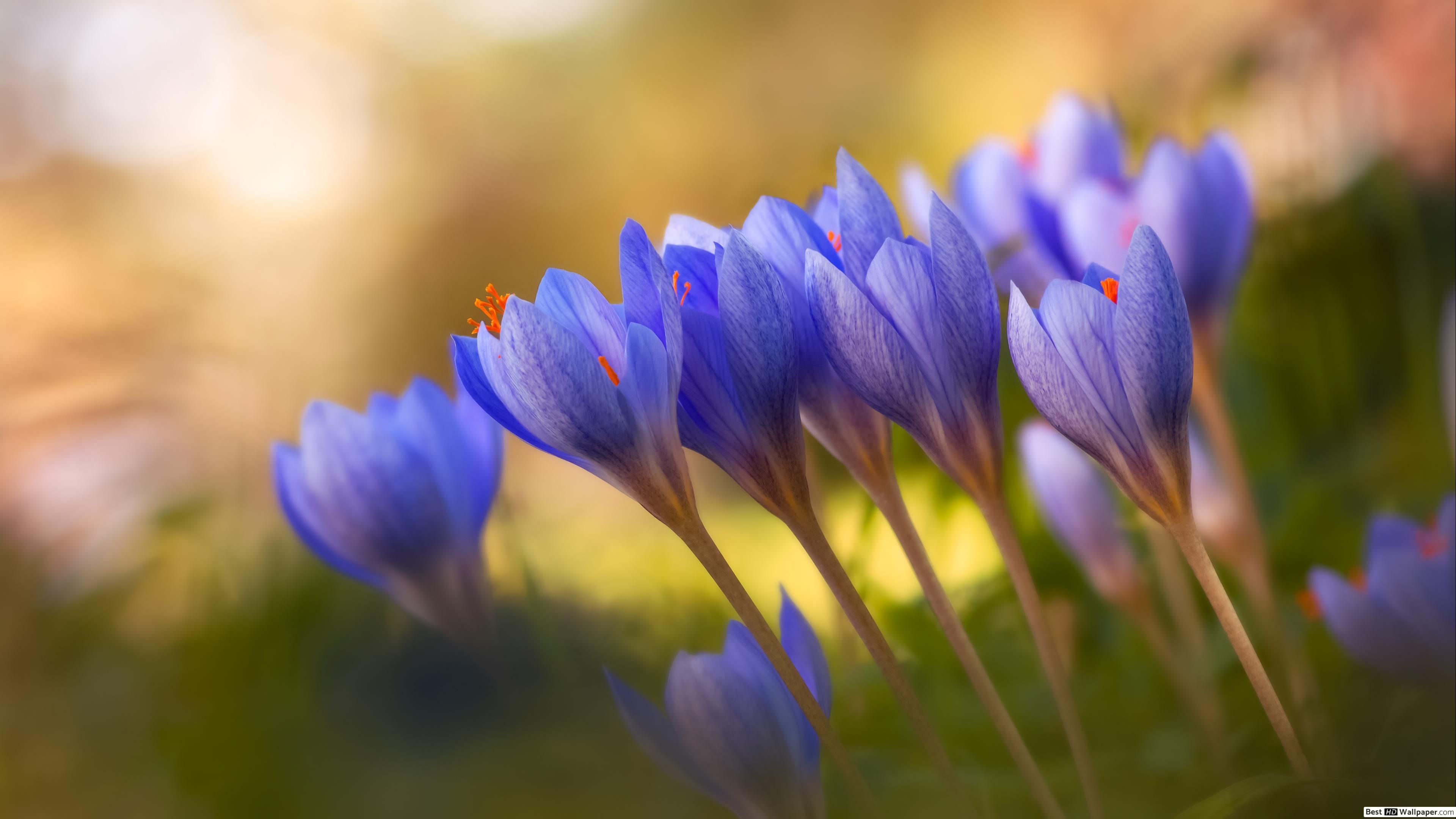 Blue Crocus Flowers Wallpapers - Wallpaper Cave