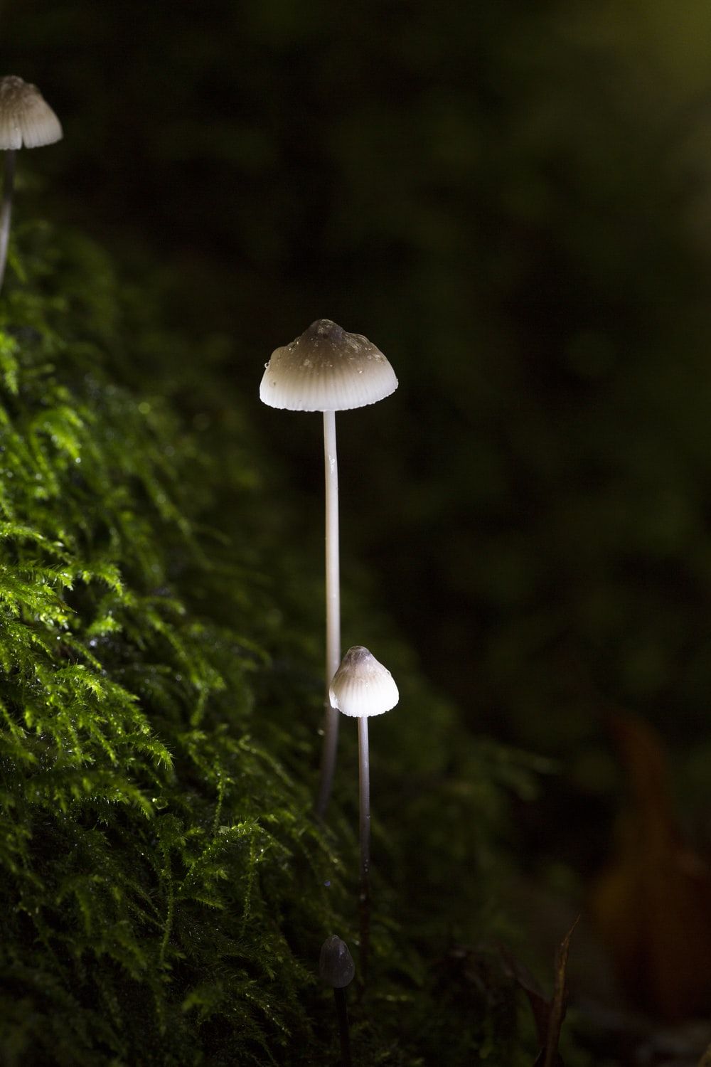 white mushrooms macro photography photo