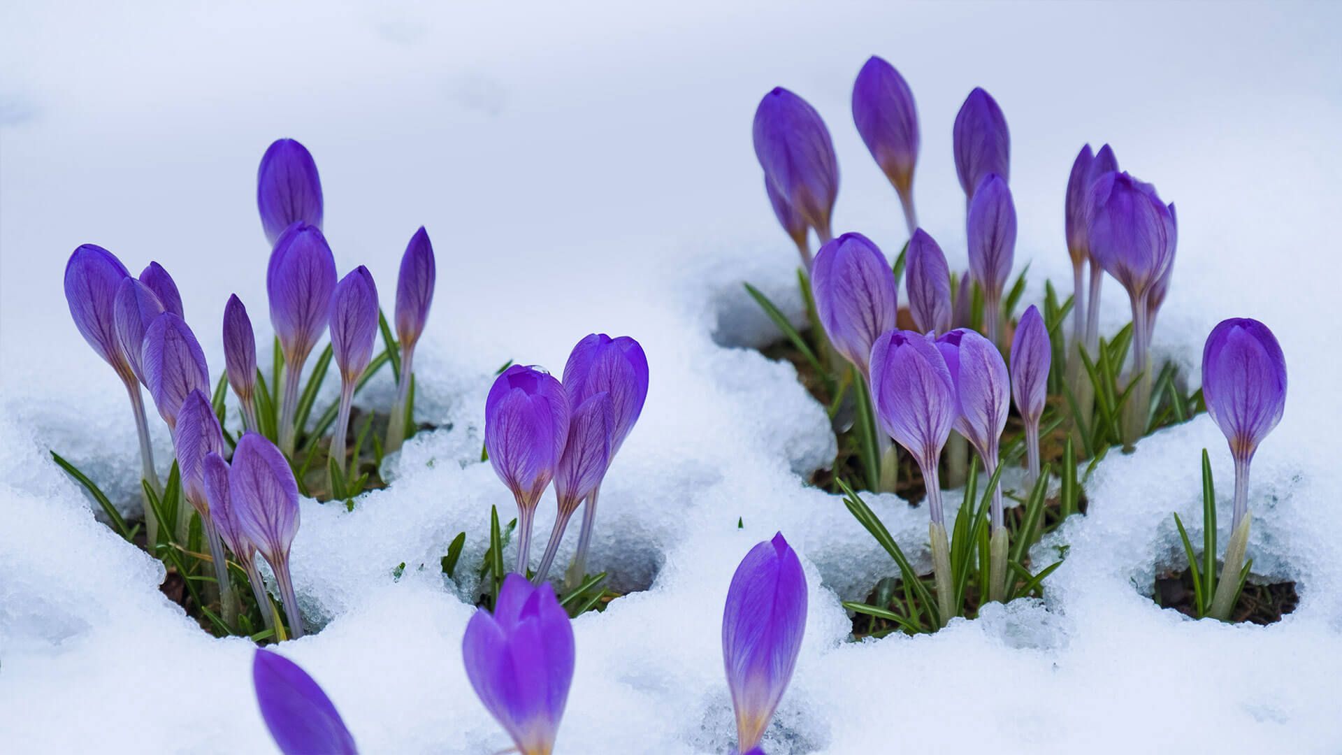 Blue Crocus Flowers Wallpapers - Wallpaper Cave