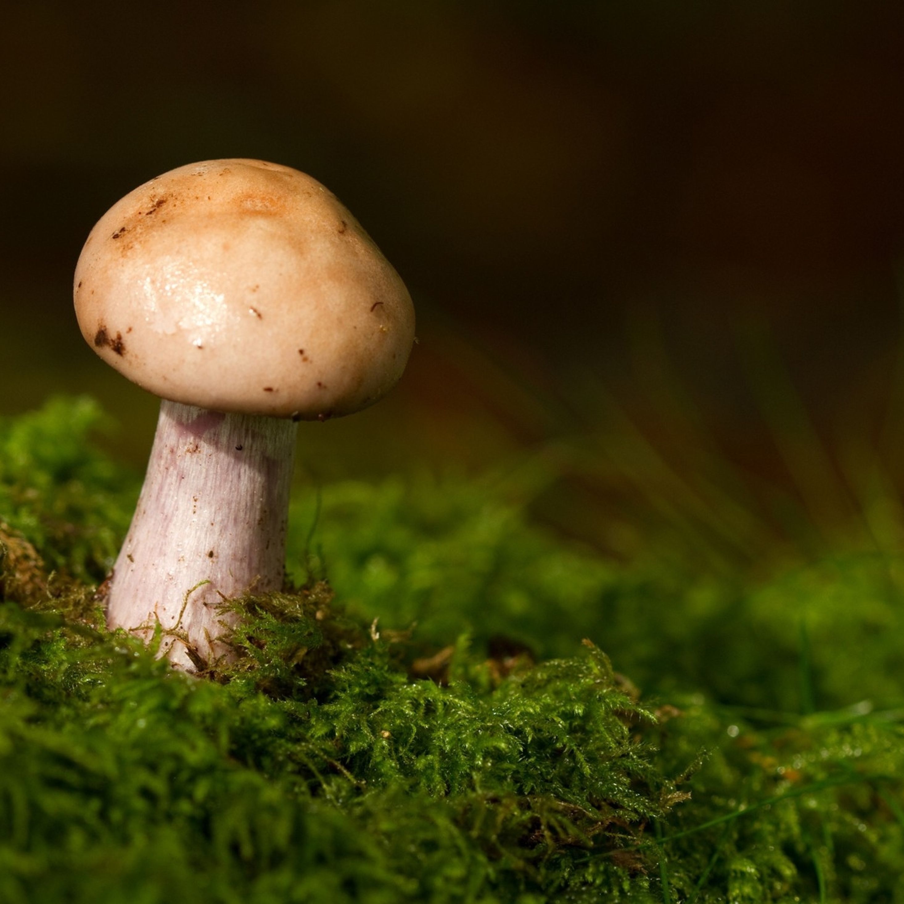 mushroom, grass, moss iPad Pro Retina Display Wallpaper