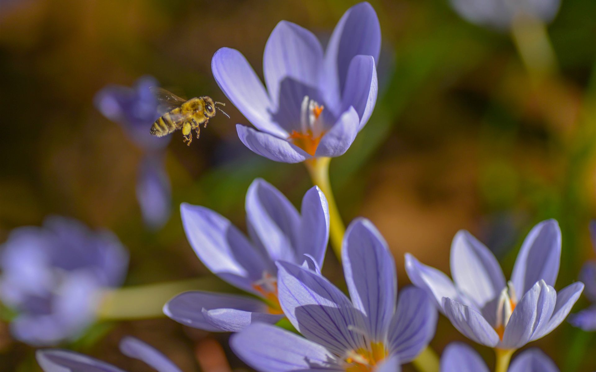 Wallpaper Crocuses, blue flowers, bee, spring 3840x2160 UHD 4K