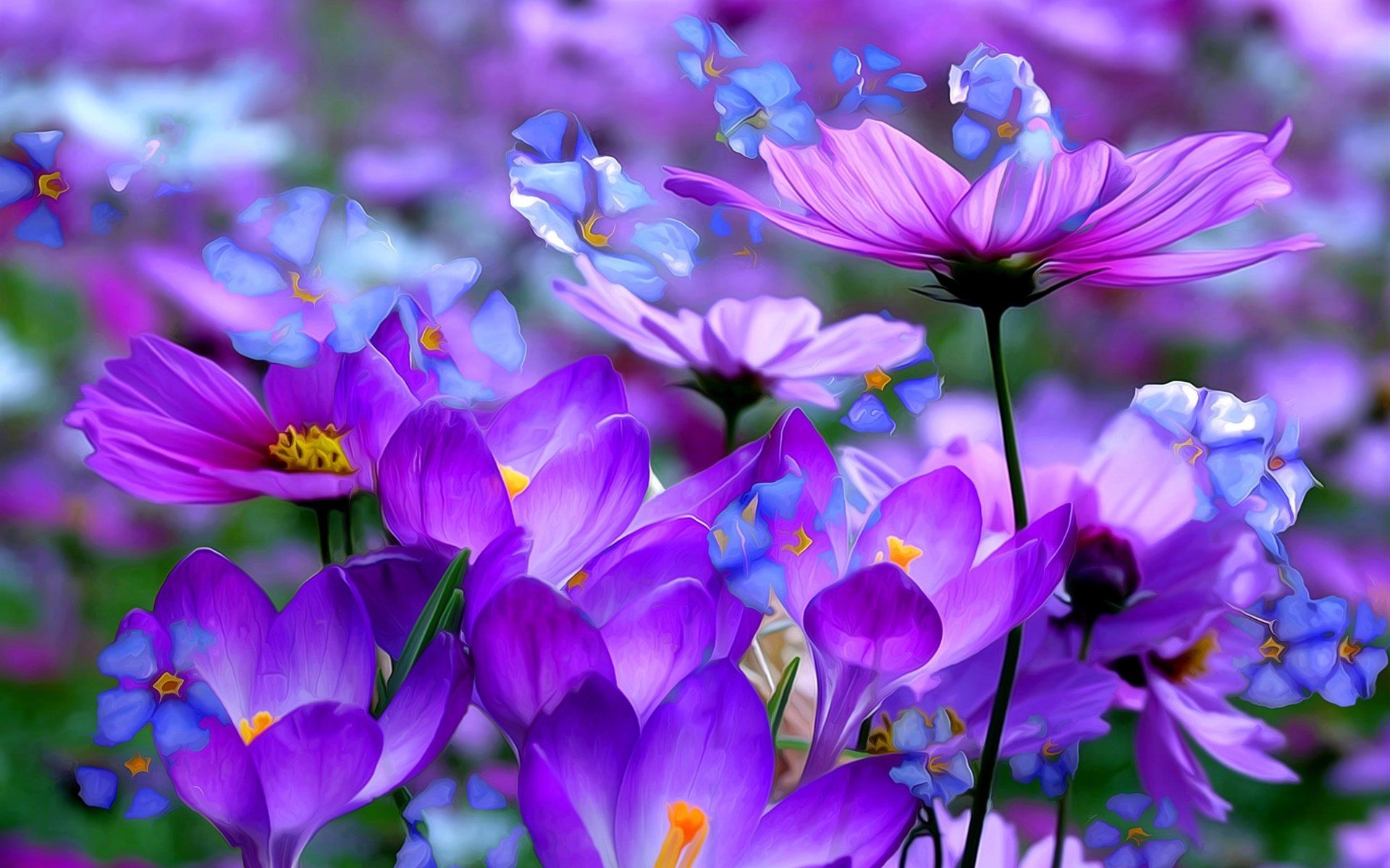 Purple and Blue Cosmos and Crocuses HD Wallpaper. Background