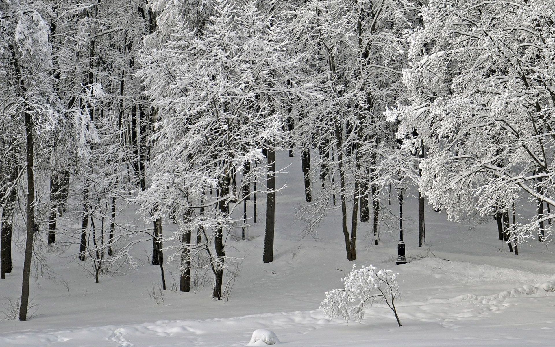 Winter park wallpaper wallpaper