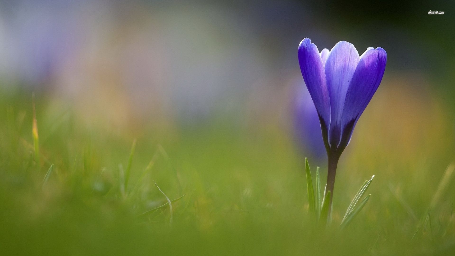 Blue crocus wallpaper wallpaper