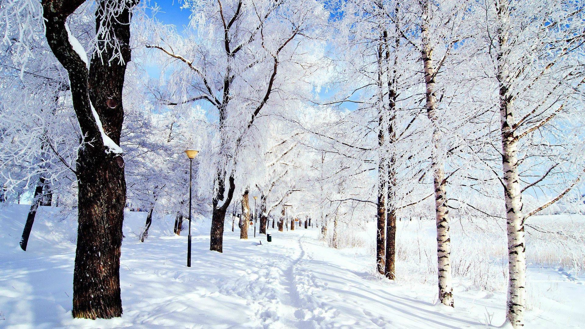 Winter in the park wallpaper wallpaper