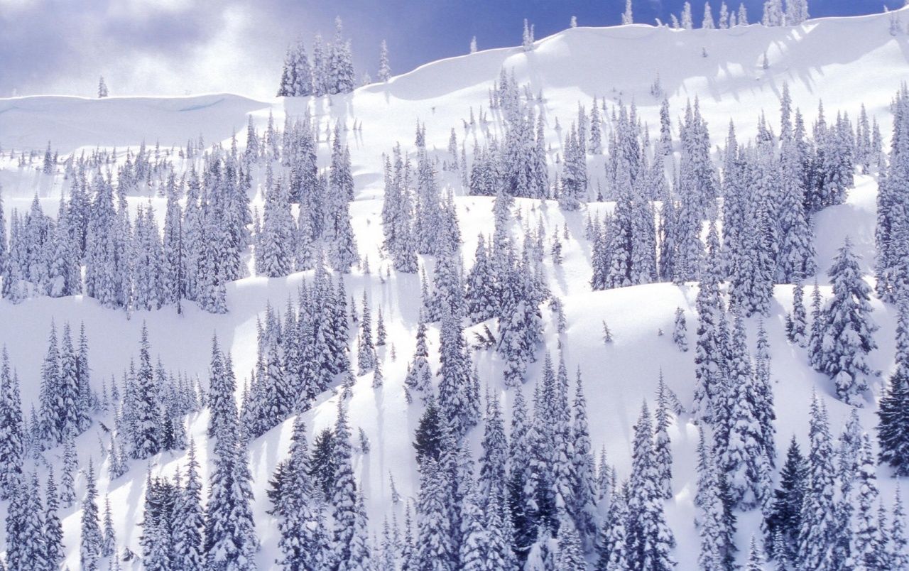 White Winter Park wallpaper. White Winter Park