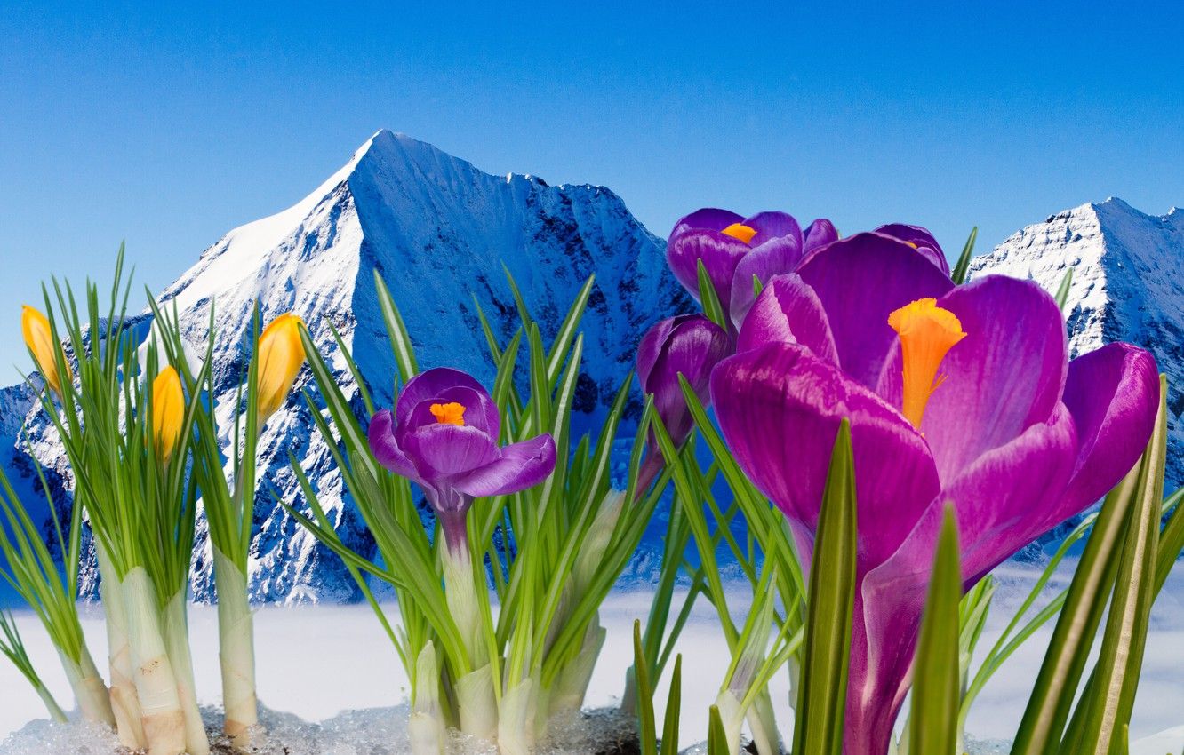 Wallpaper spring, crocuses, flowering, flowers, mountain, snow