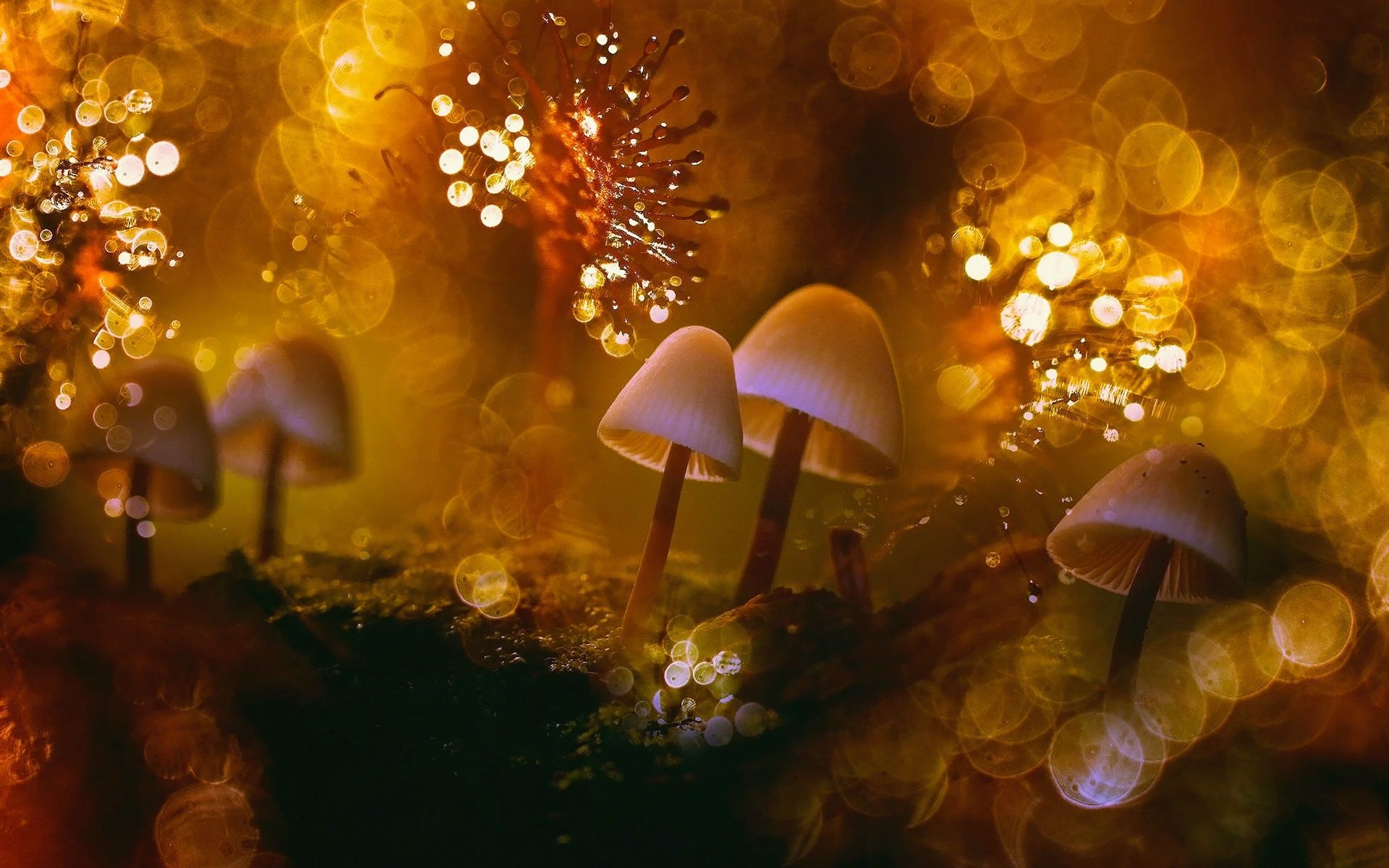 Wallpaper Nature macro, fungi, moss, dew, glare 1920x1200 HD
