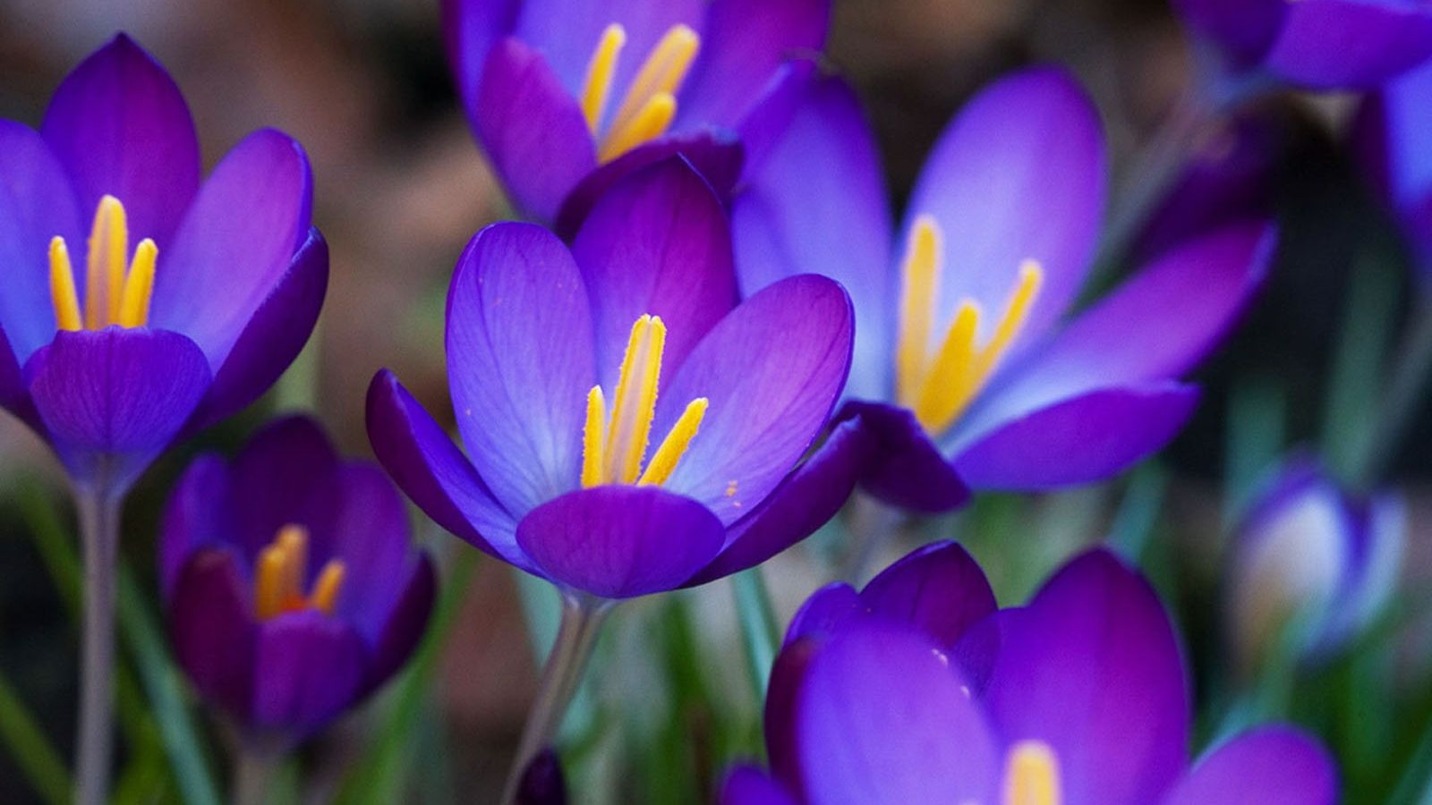 Free download Flowers Desktop Wallpaper Purple Crocus Flowers