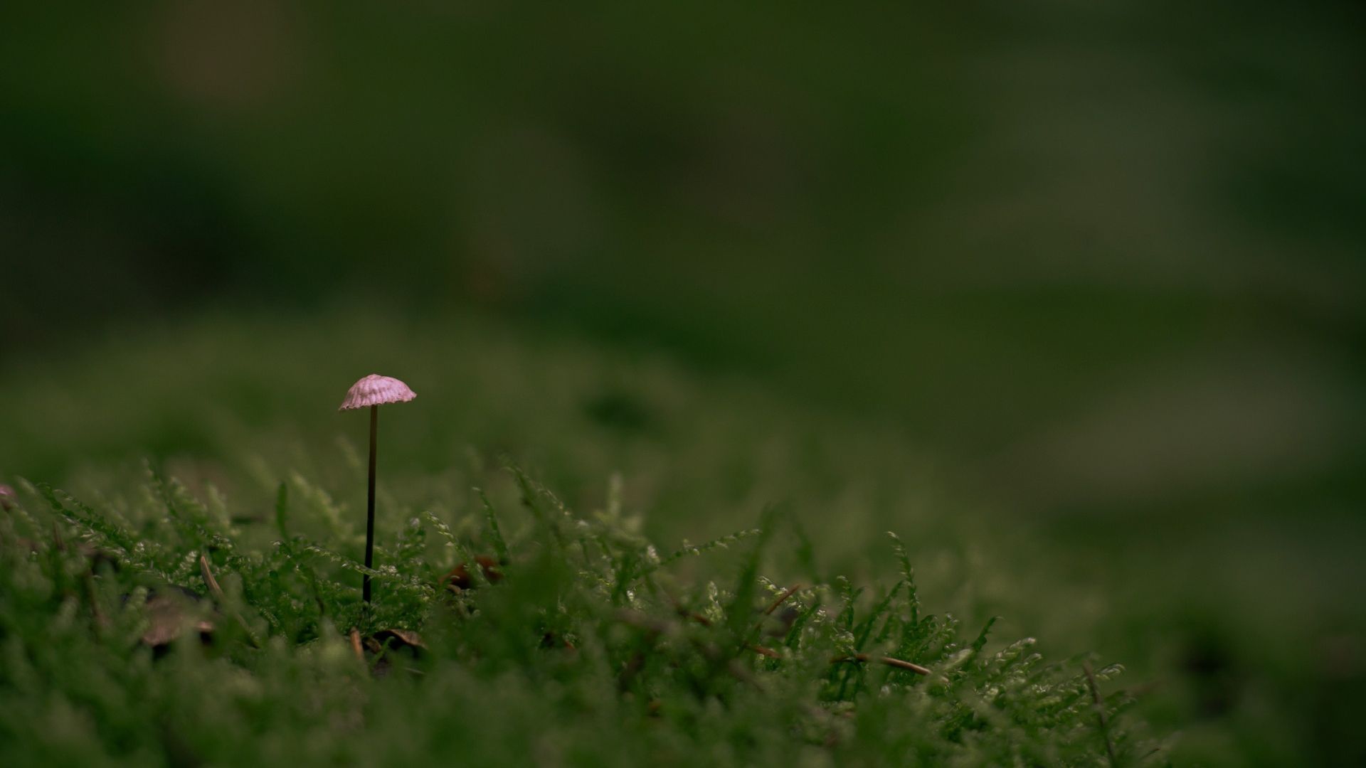 Tiny Mushroom, Green Moss Free HD Image
