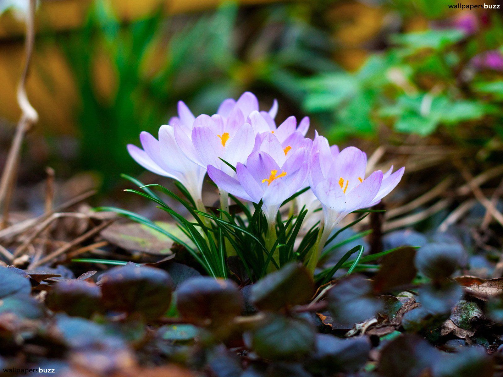 Crocus flowers HD Wallpaper