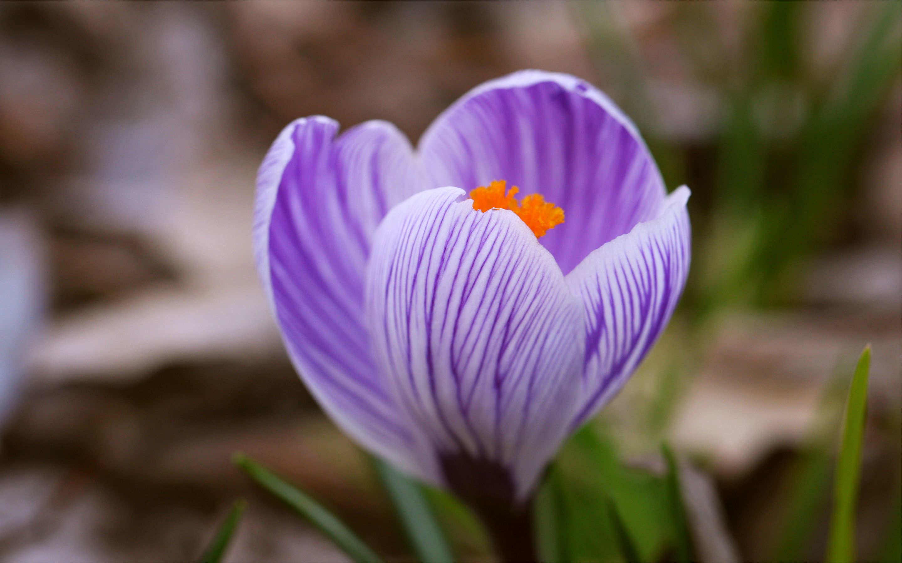 Purple crocus flower wallpaperx1800