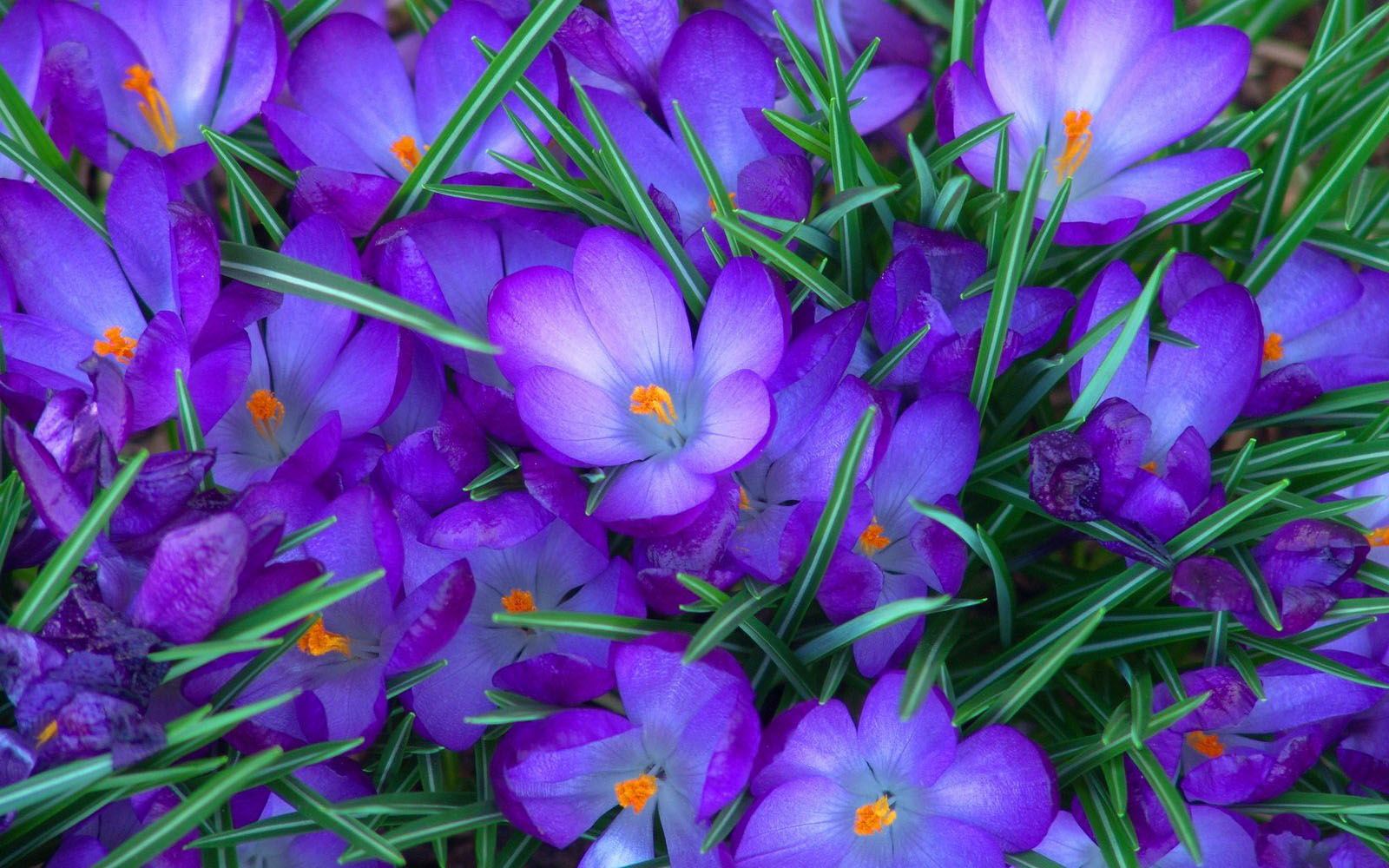 Desktop Wallpaper Purple Flowers