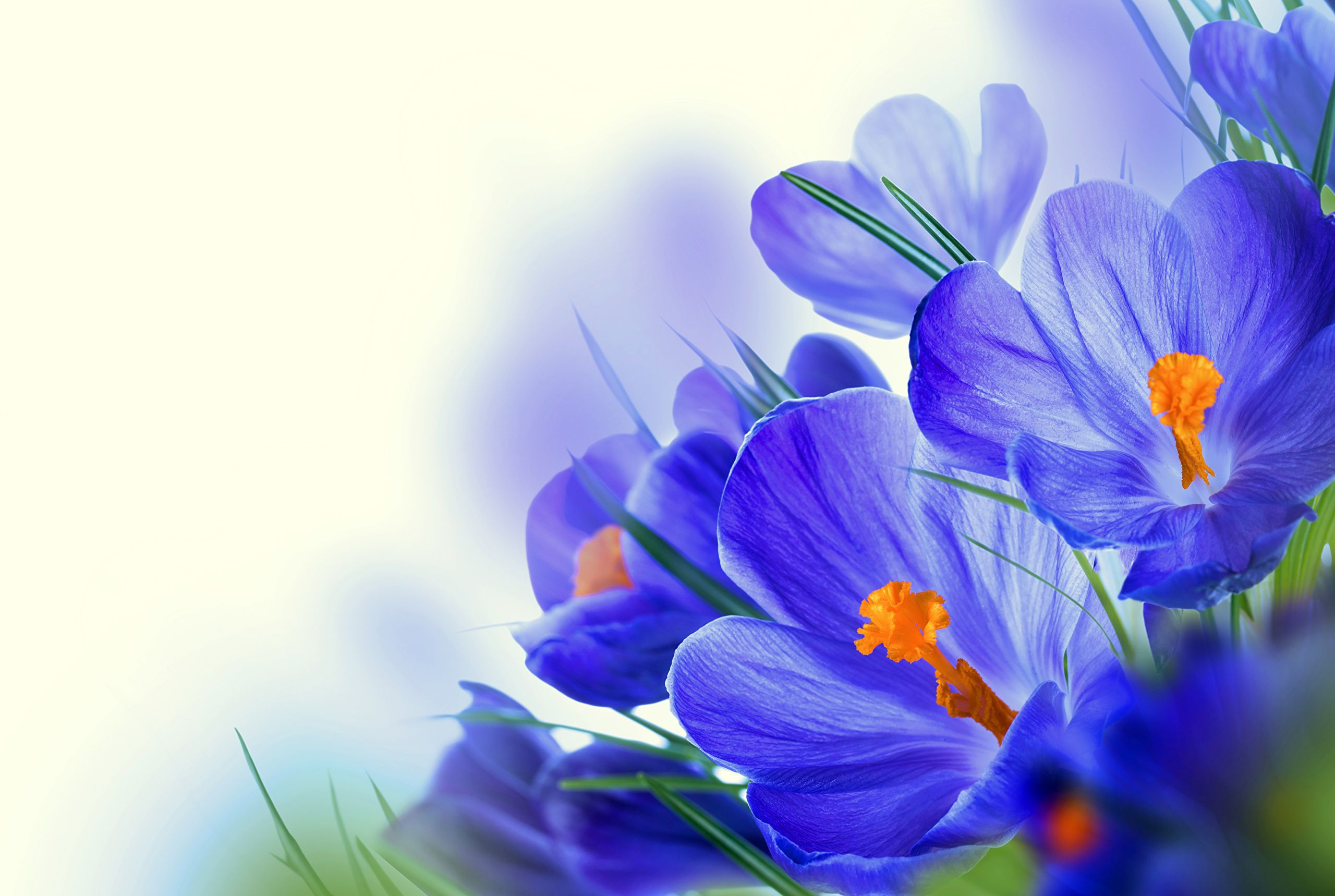 Photos Blue Flowers Crocuses Closeup