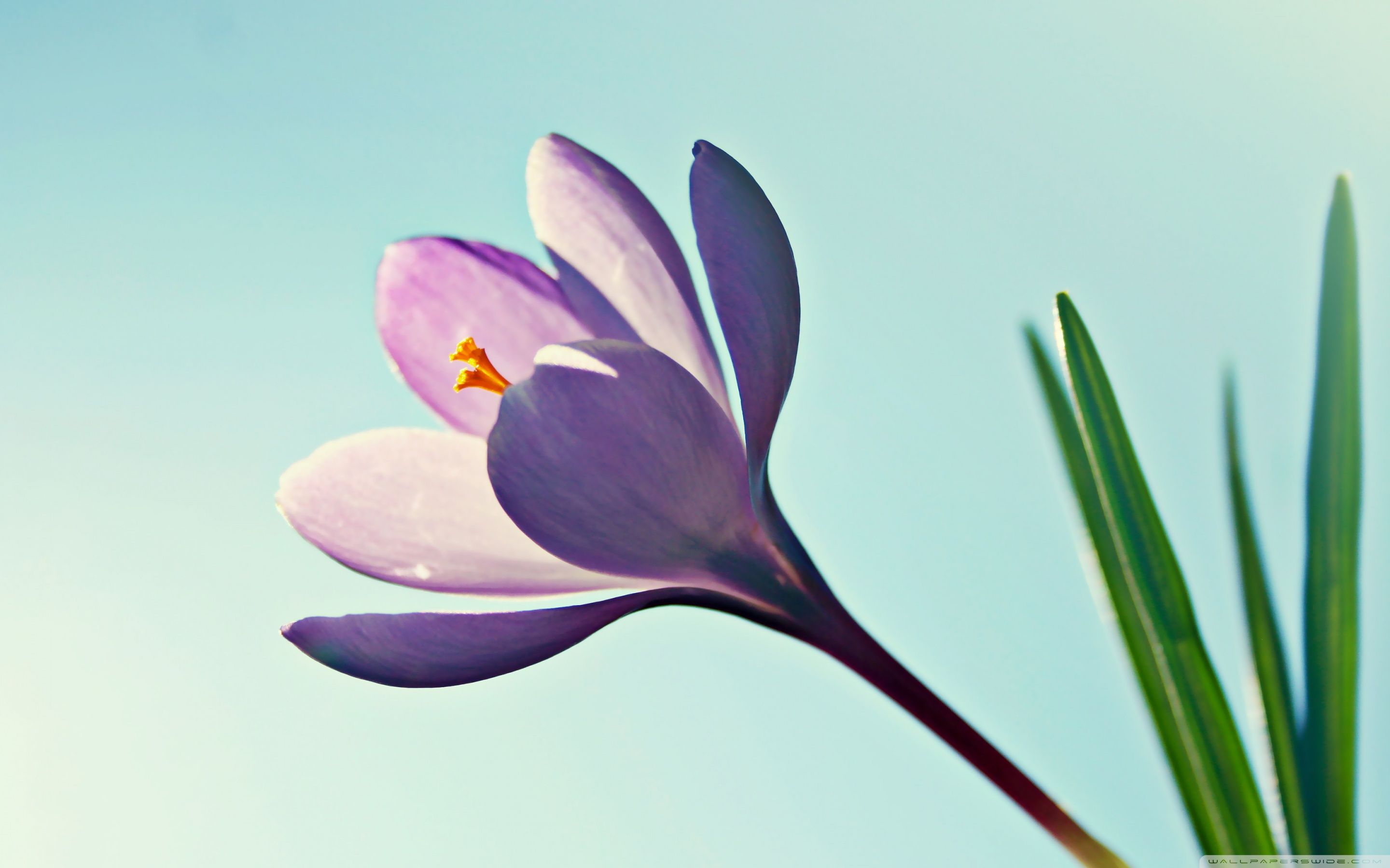 Blue Crocus Flowers Wallpapers - Wallpaper Cave