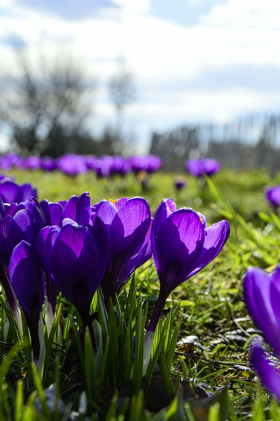 Blue Crocus Flowers Wallpapers - Wallpaper Cave