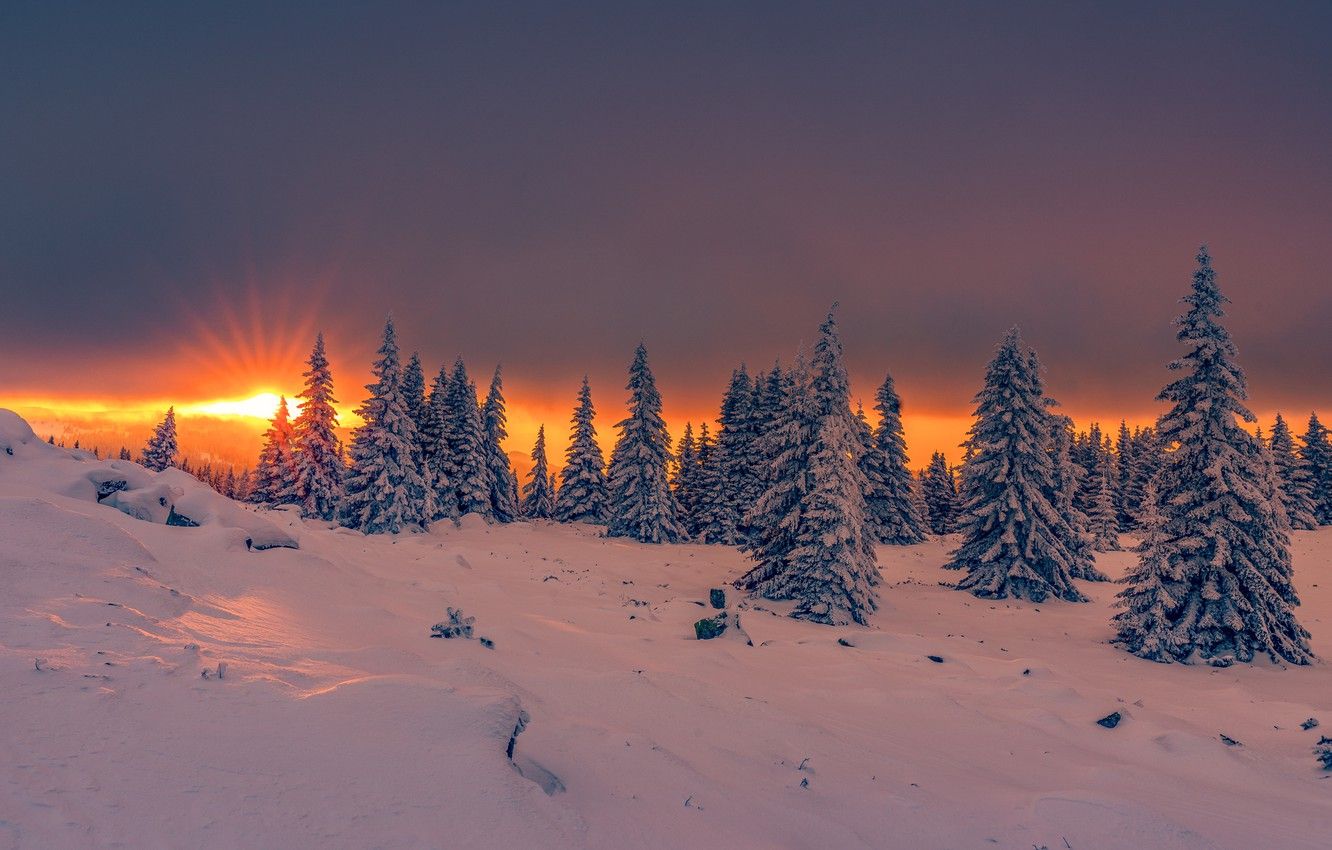Wallpaper winter, the sun, rays, snow, trees, landscape, sunset