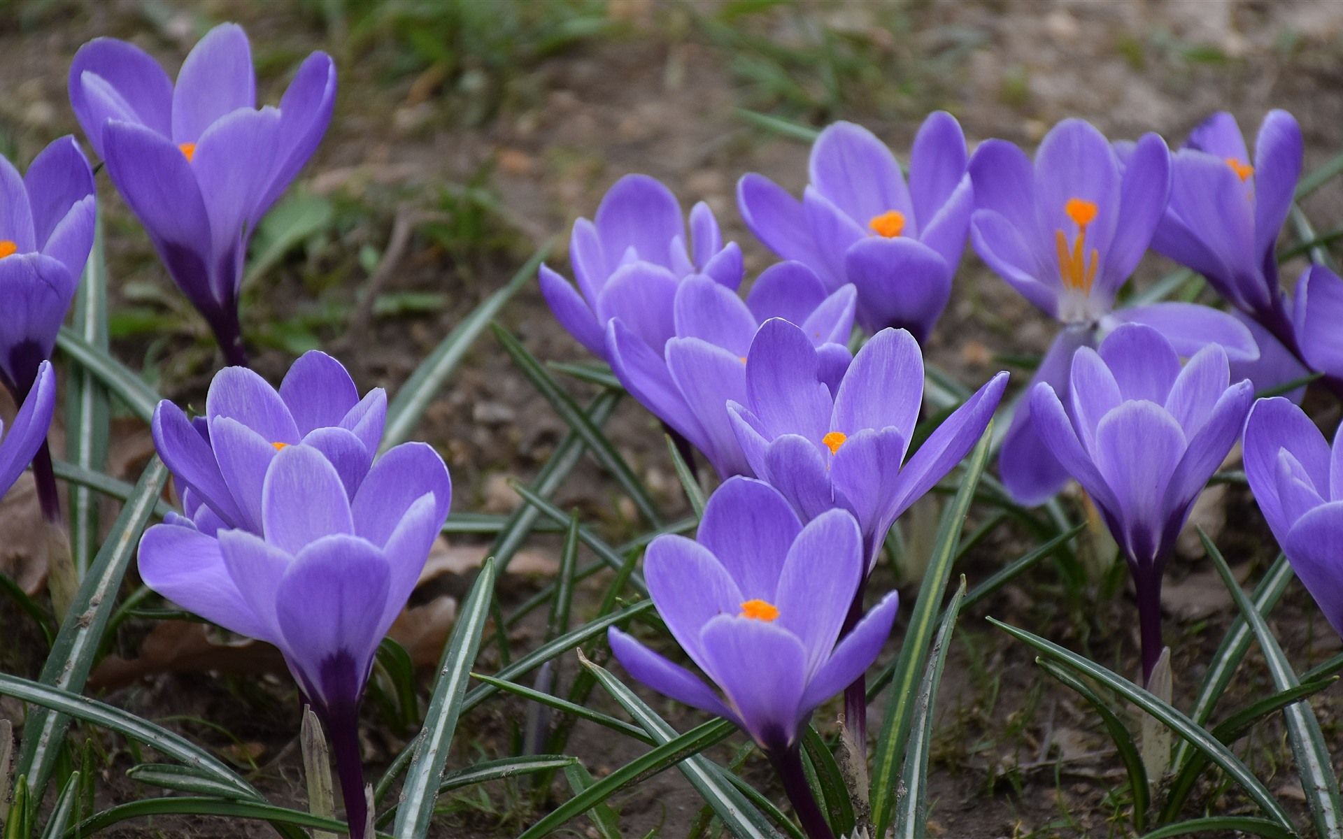 Purple Crocuses, Flowers, Spring 1125x2436 IPhone 11 Pro XS X