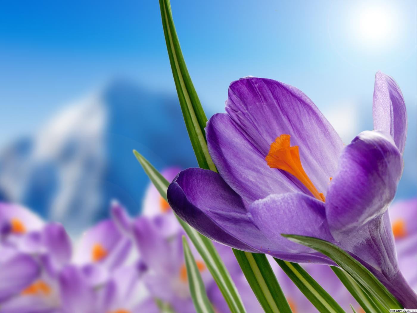 Purple crocus flower close up HD wallpaper download