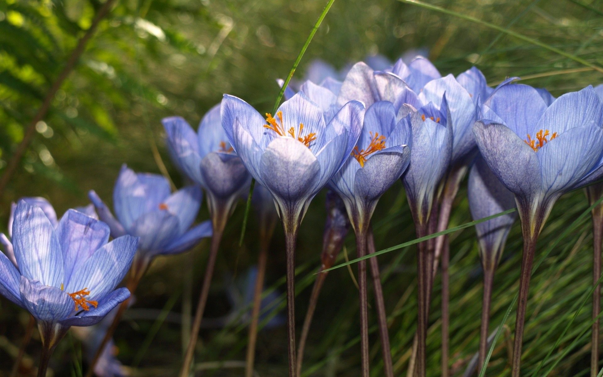 Blue Crocuses