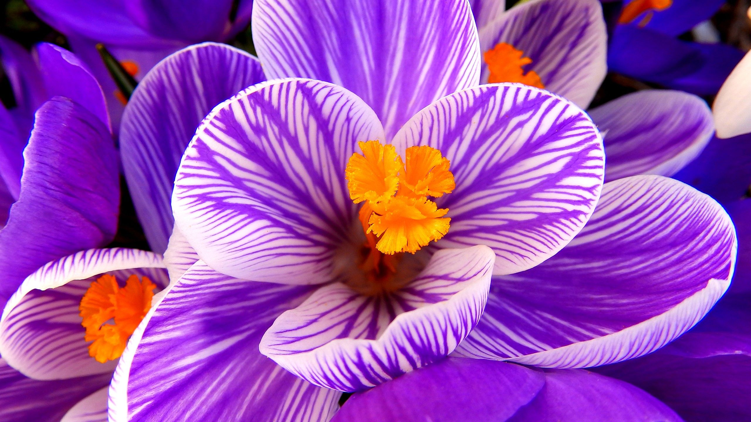 Blue Crocus Flowers Wallpapers - Wallpaper Cave